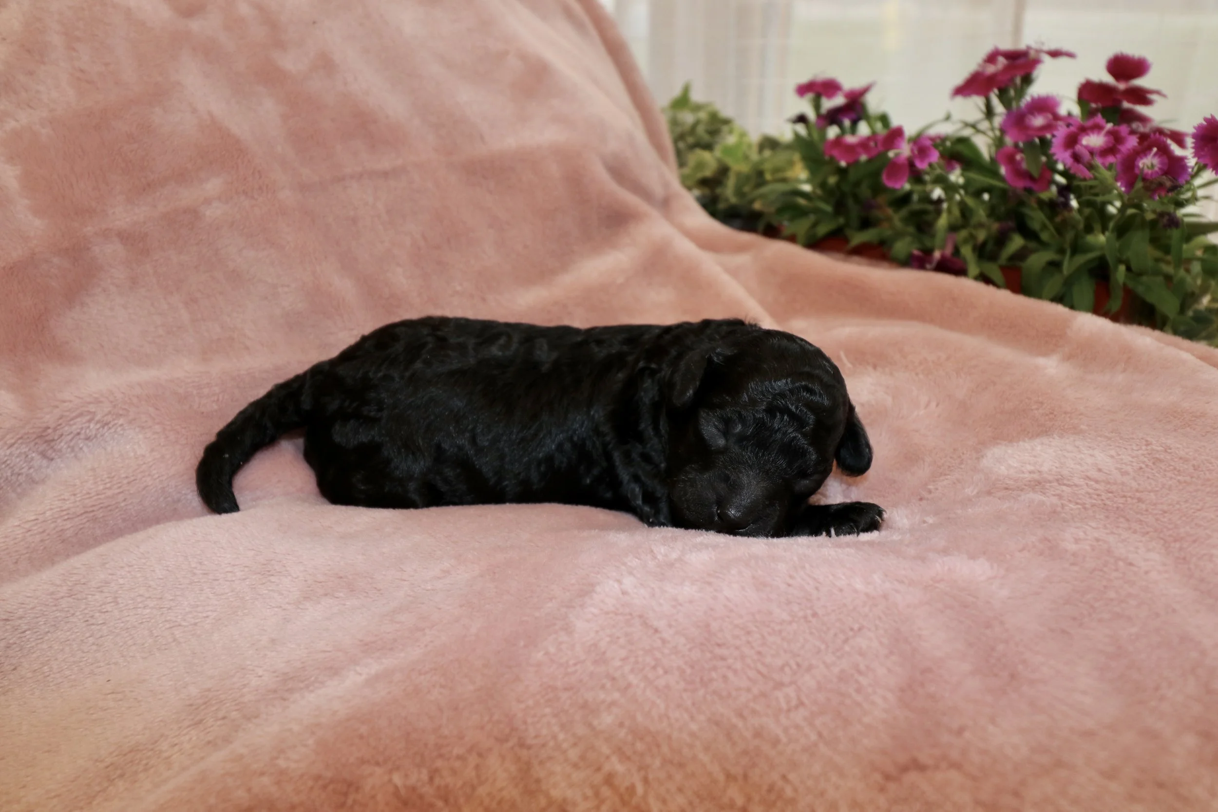Onyx, 8 days old