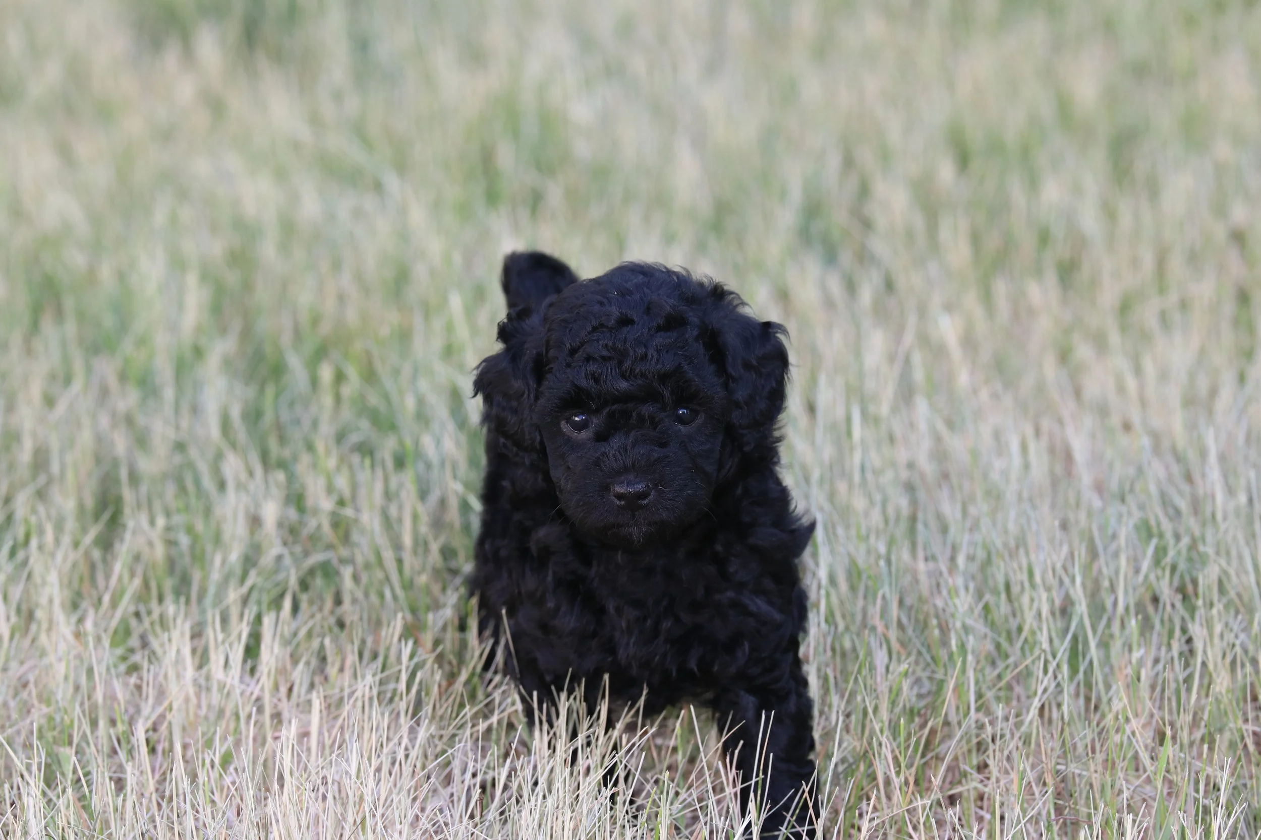 Onyx (Female) - Adopted