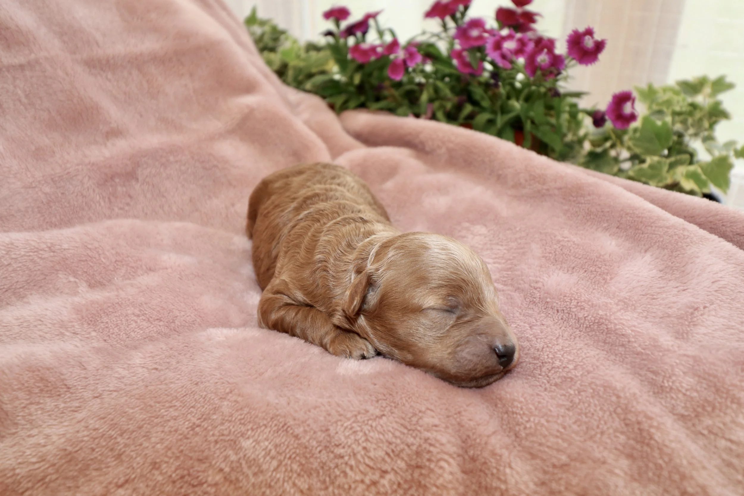 Jade, 1 week old
