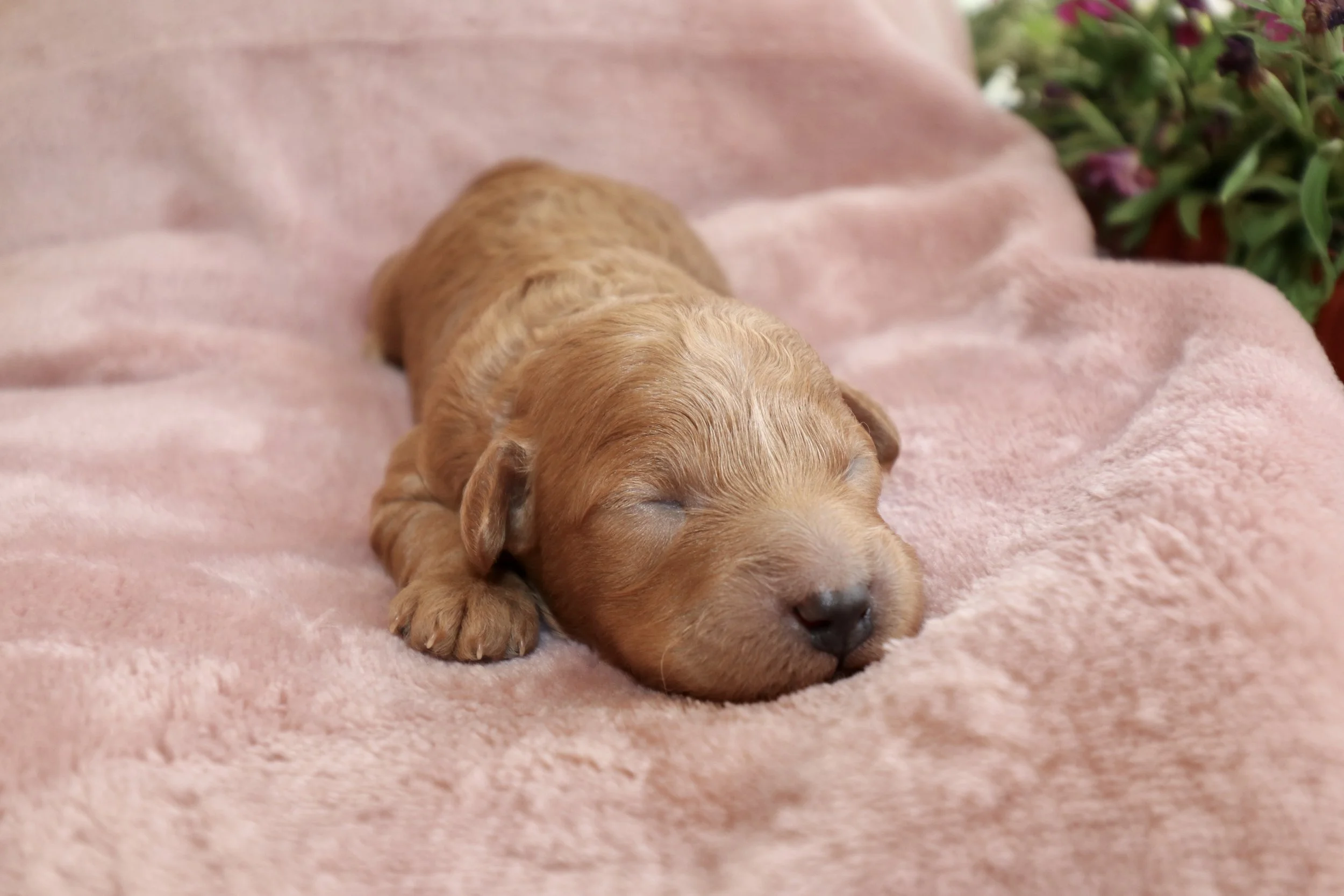 Blaze, 8 days old