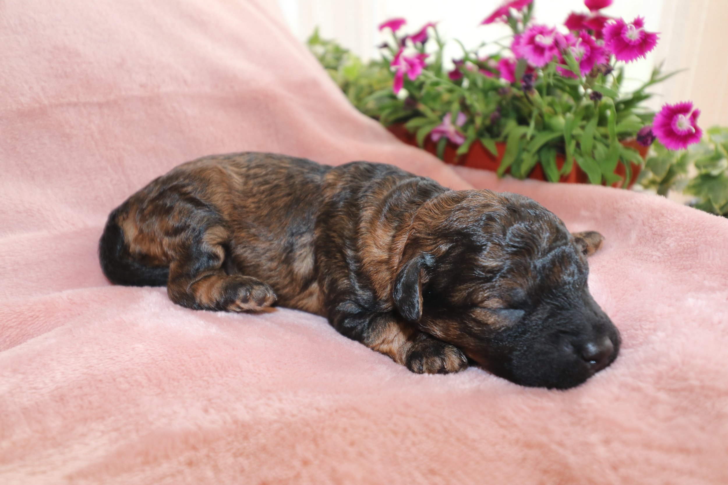 Ember, 8 days old
