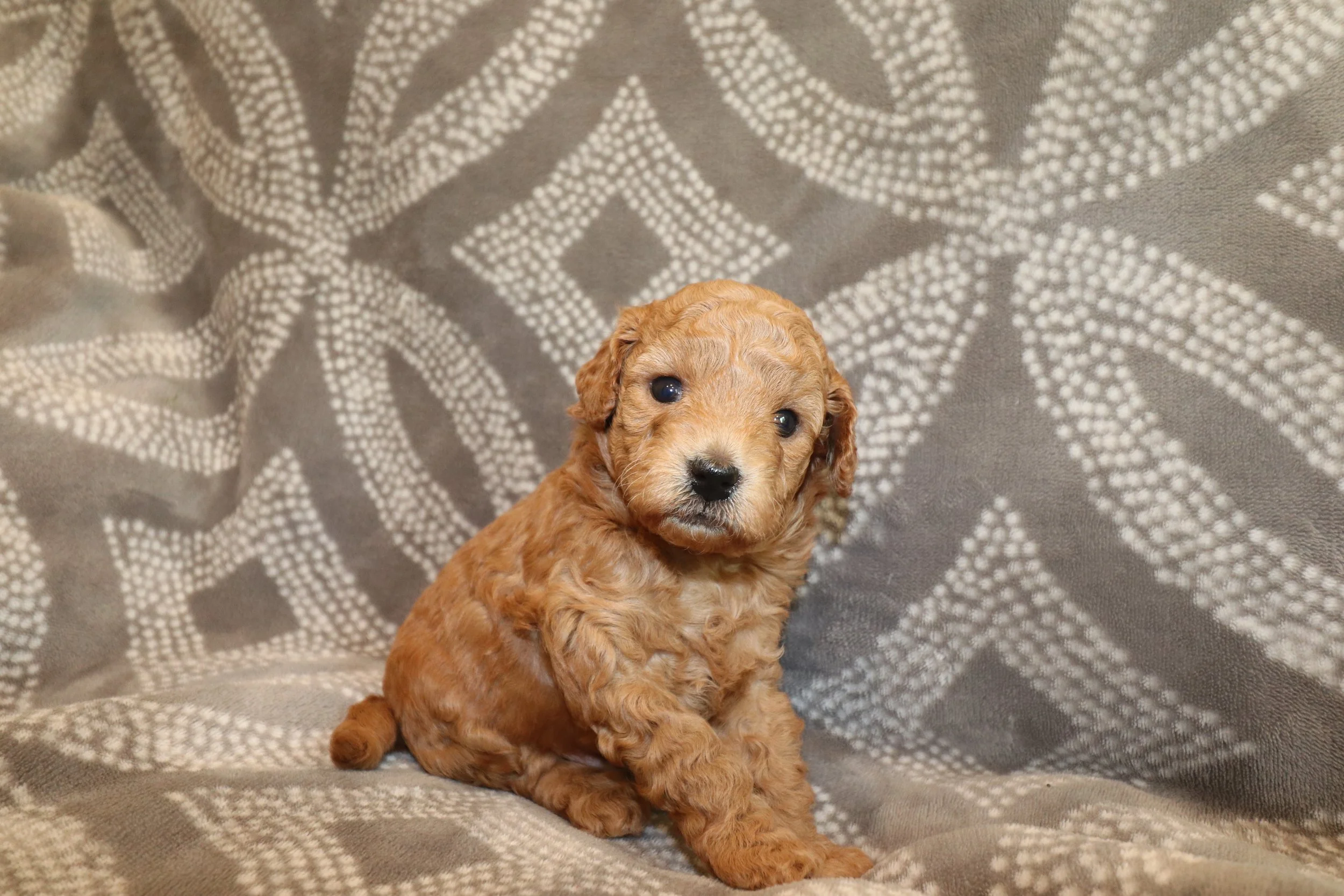 Blaze (Male) - Adopted