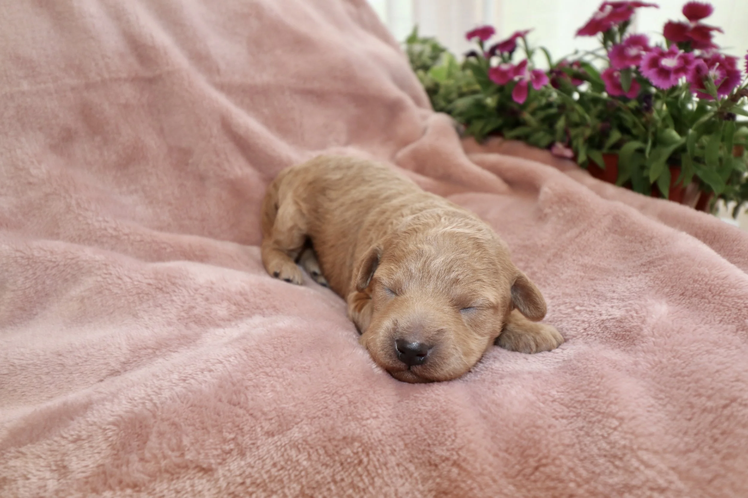 Ivory, 8 days old