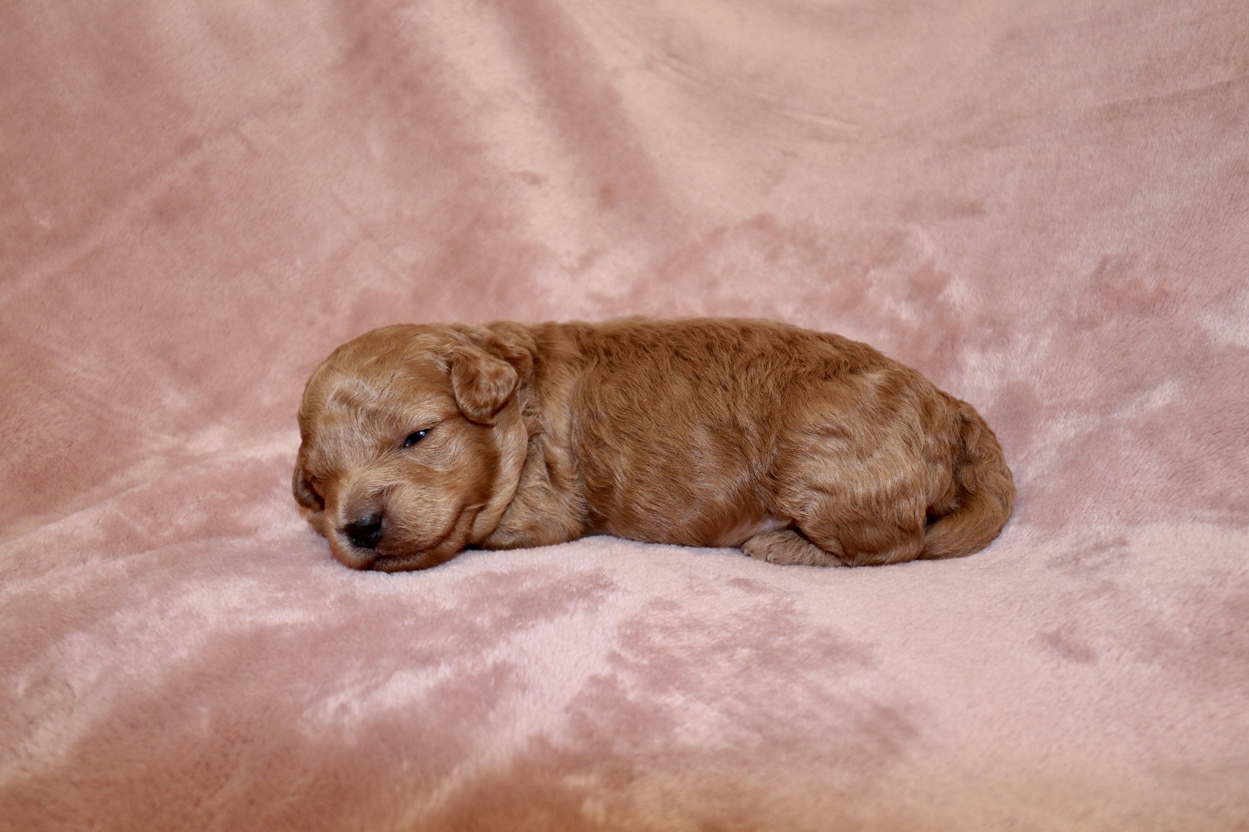 Blaze, 2 weeks old