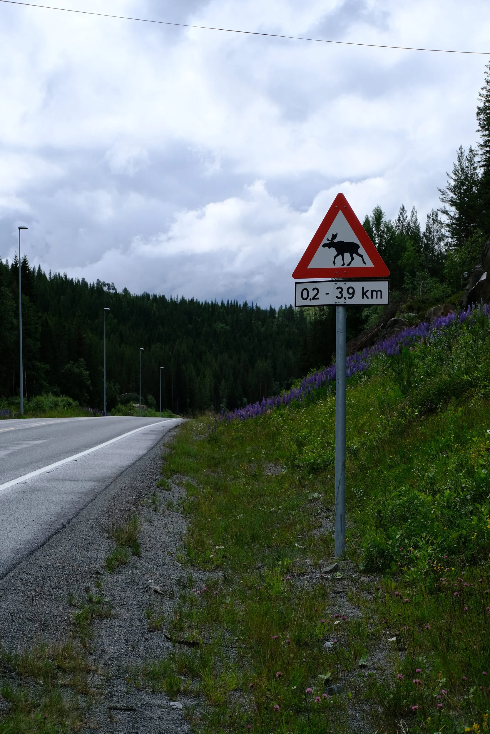 Straßenschild warnt vor Elchen auf der Straße in einer bewaldeten Landschaft.