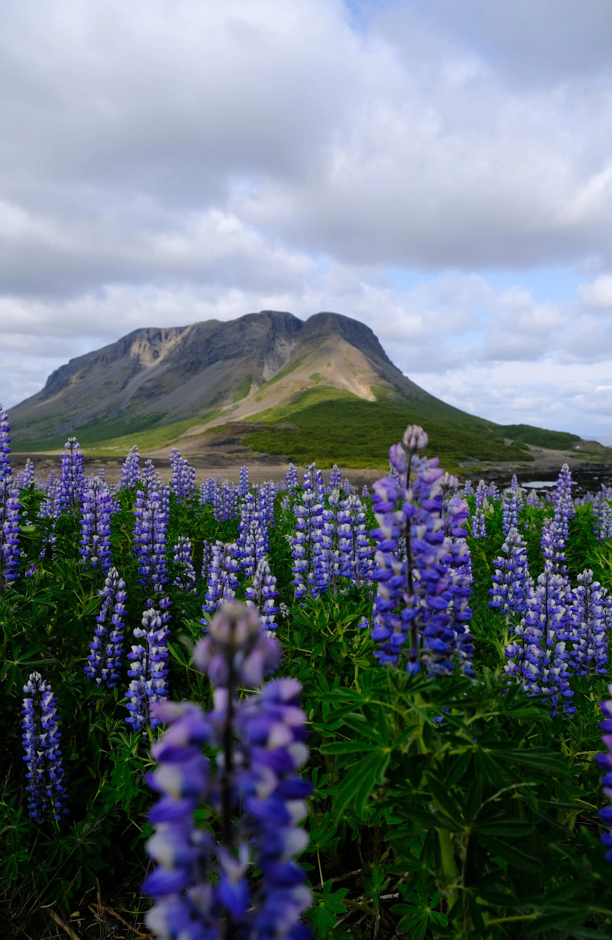 Eine Wiese mit blauen Lupinen im Vordergrund, im Hintergrund ein bergiges Landschaftsbild mit bewölktem Himmel.