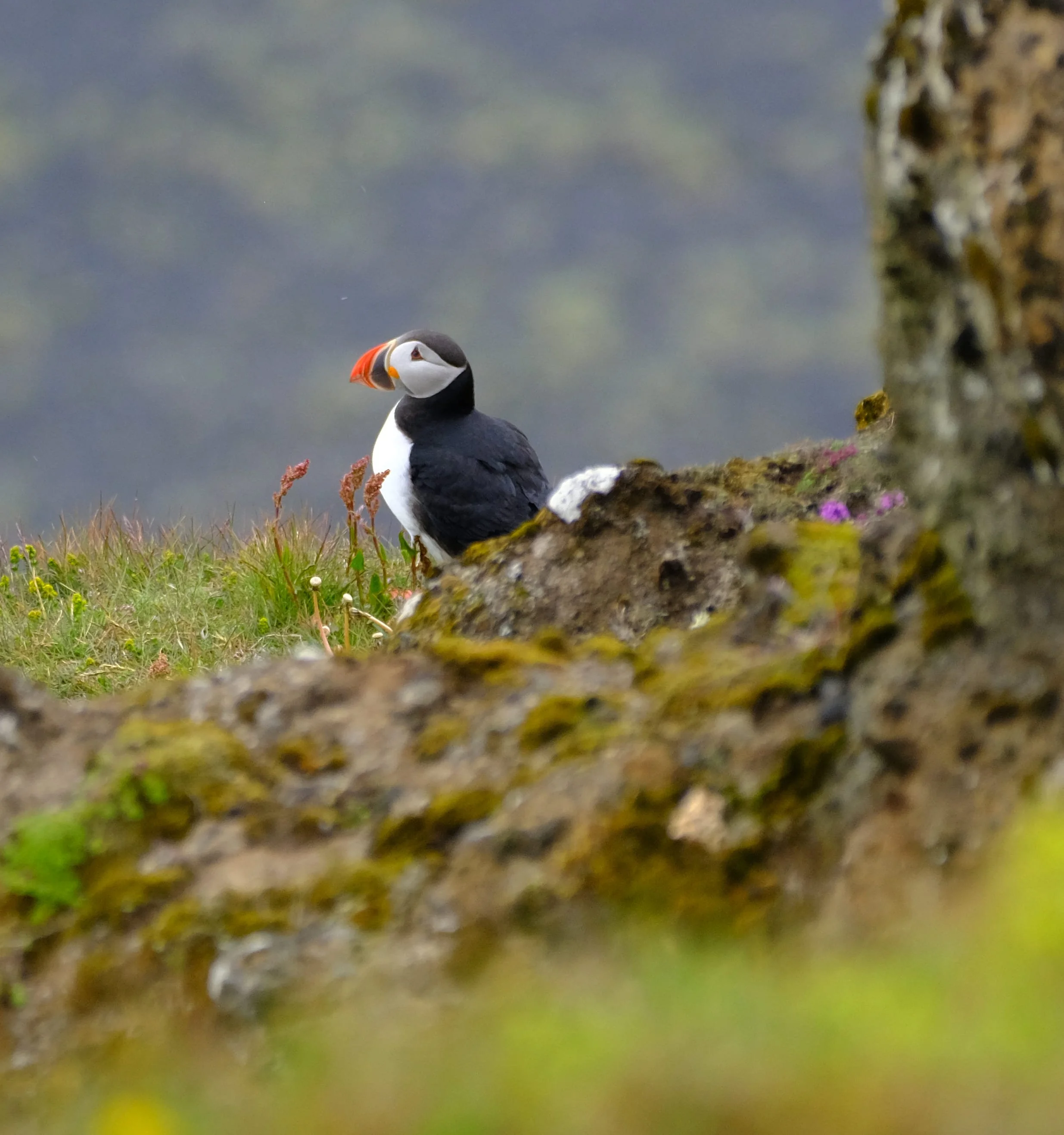 Ein Papageientaucher sitzt auf Felsen in einer natürlichen Umgebung.