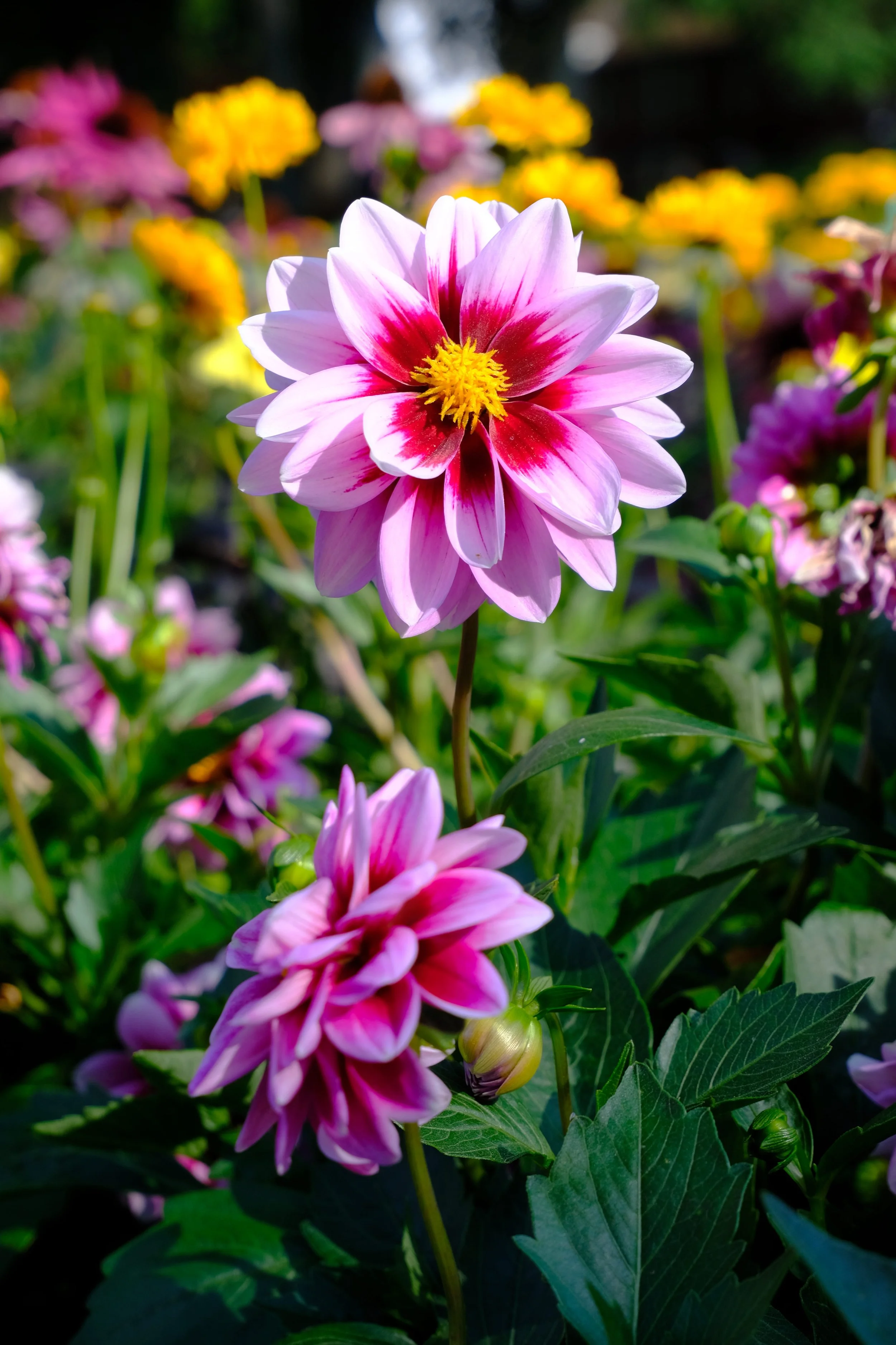 Bunte Gartenblumen, hauptsächlich pink und gelb, im Sonnenschein, mit Fokus auf einer pink-weißen Dahlie.
