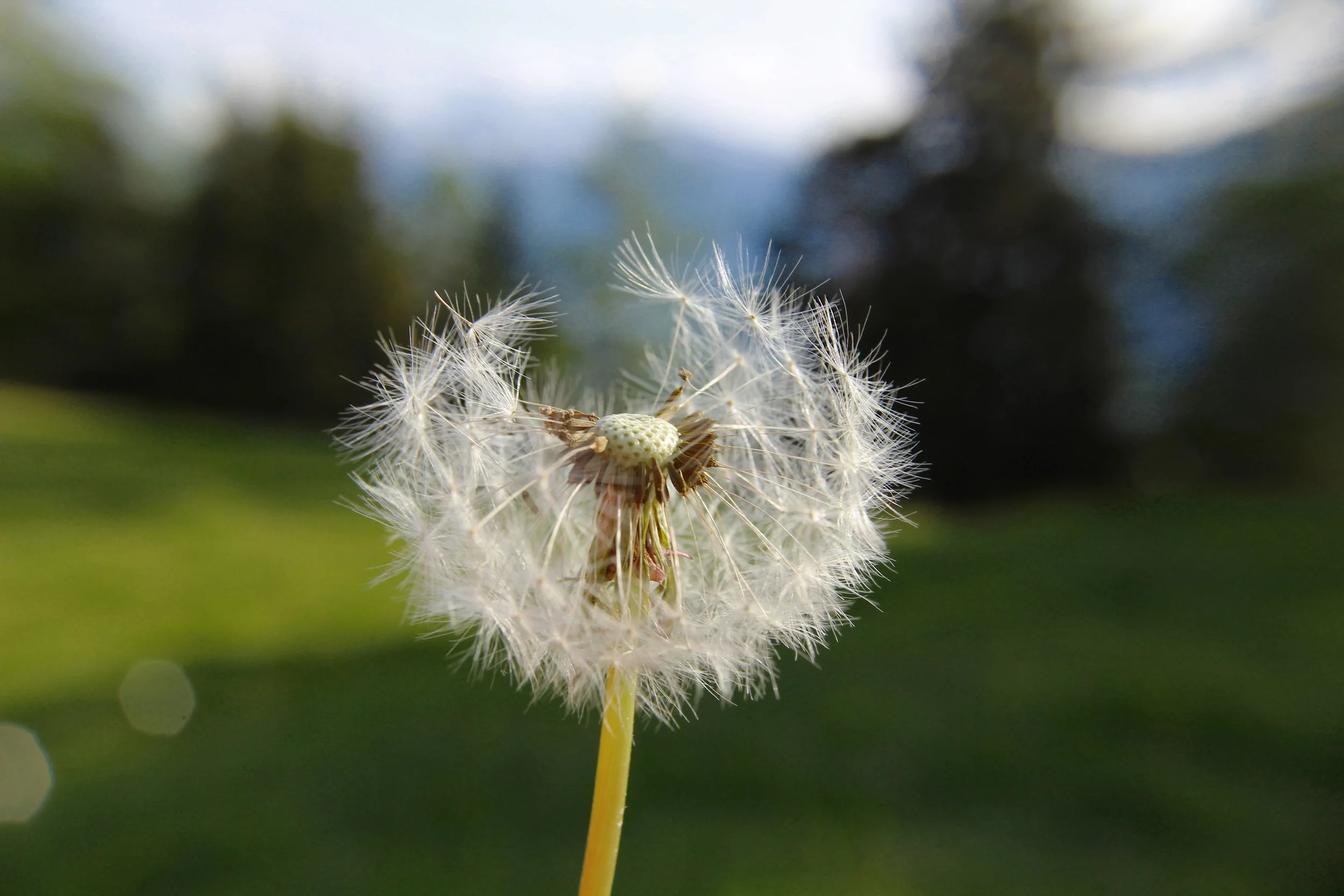 Blume_6.jpg