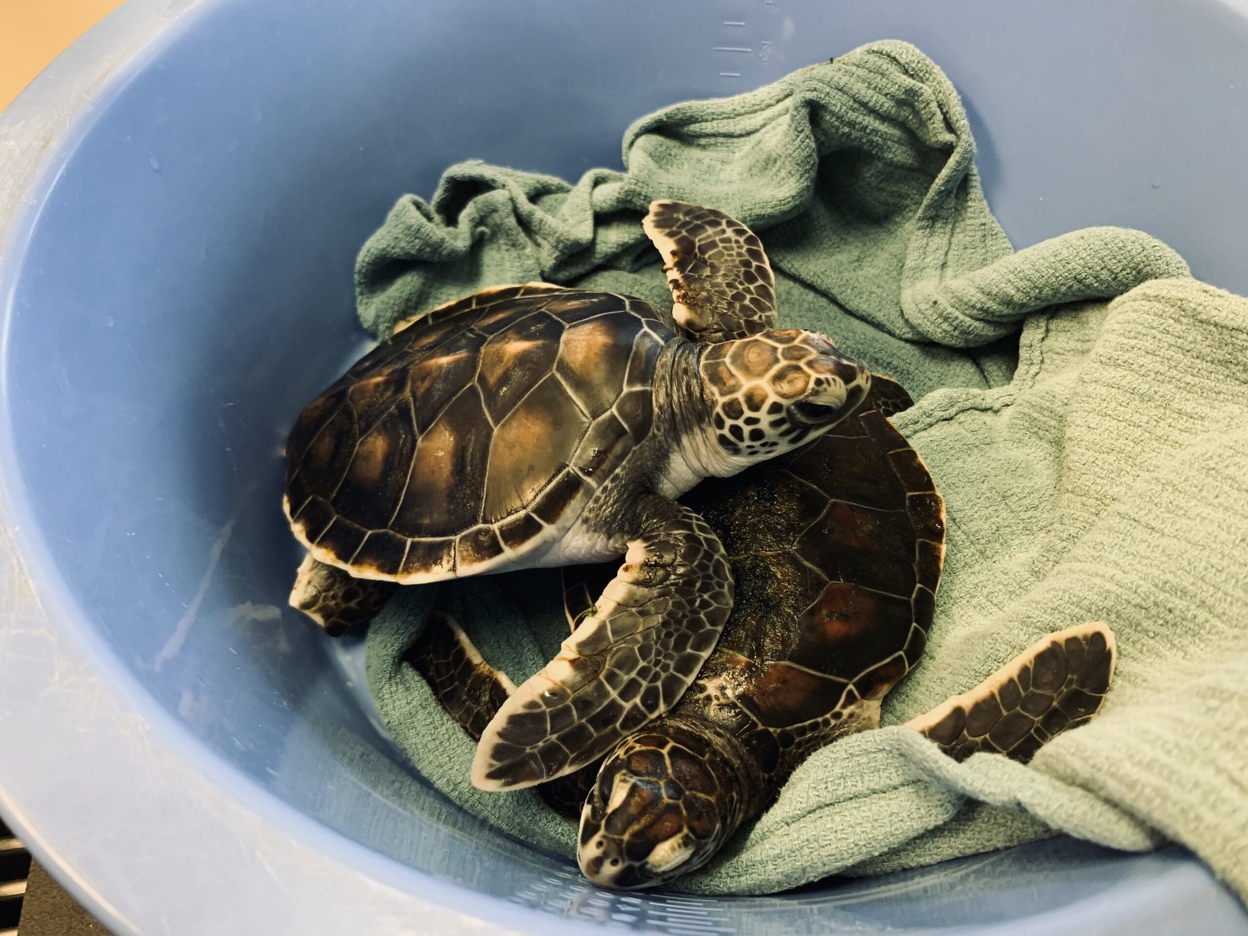 009ff71d-8cea-4421-b1eb-9602c0ff6c14 - Copy.jpg