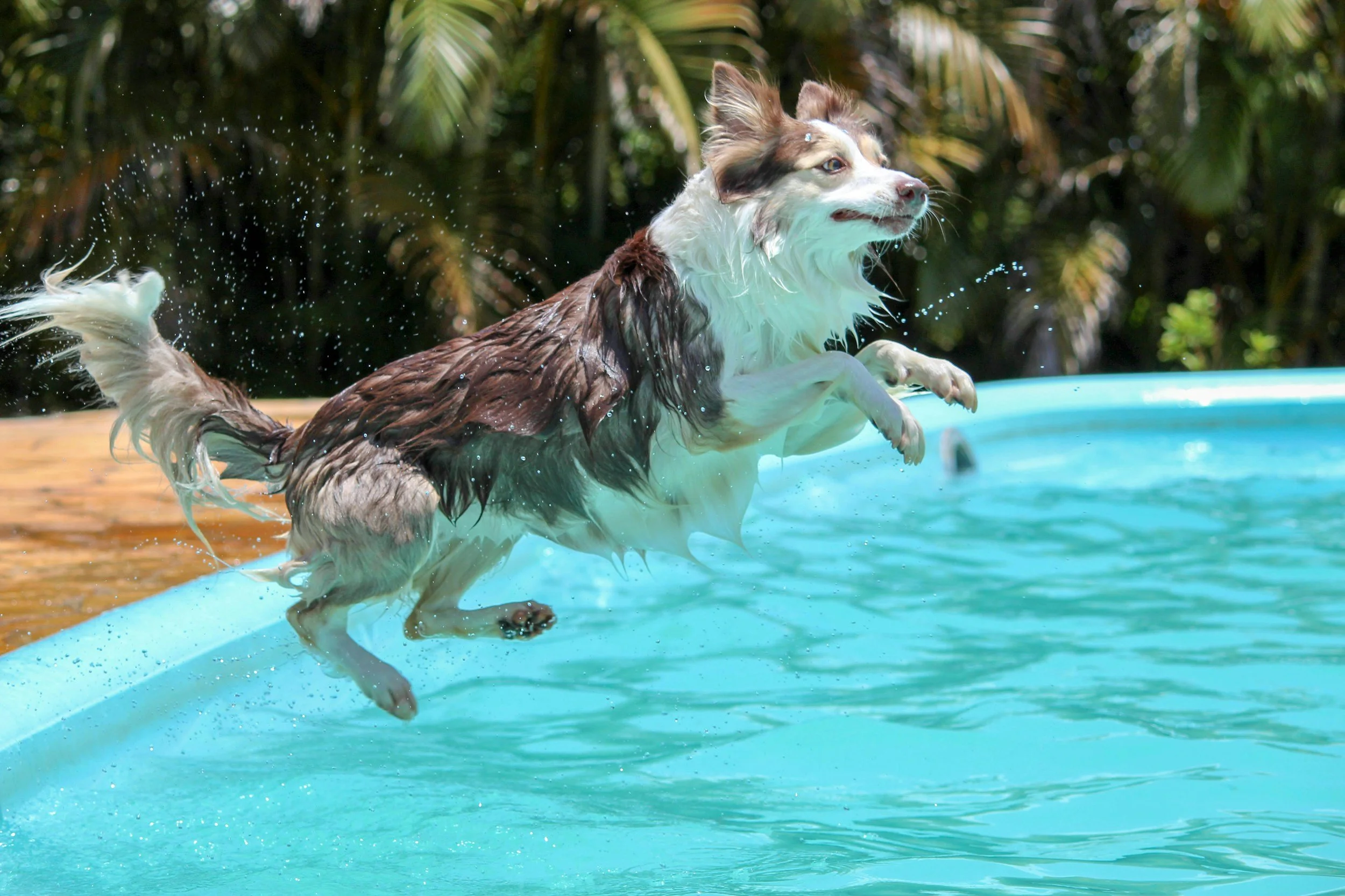 Puppy Plunge