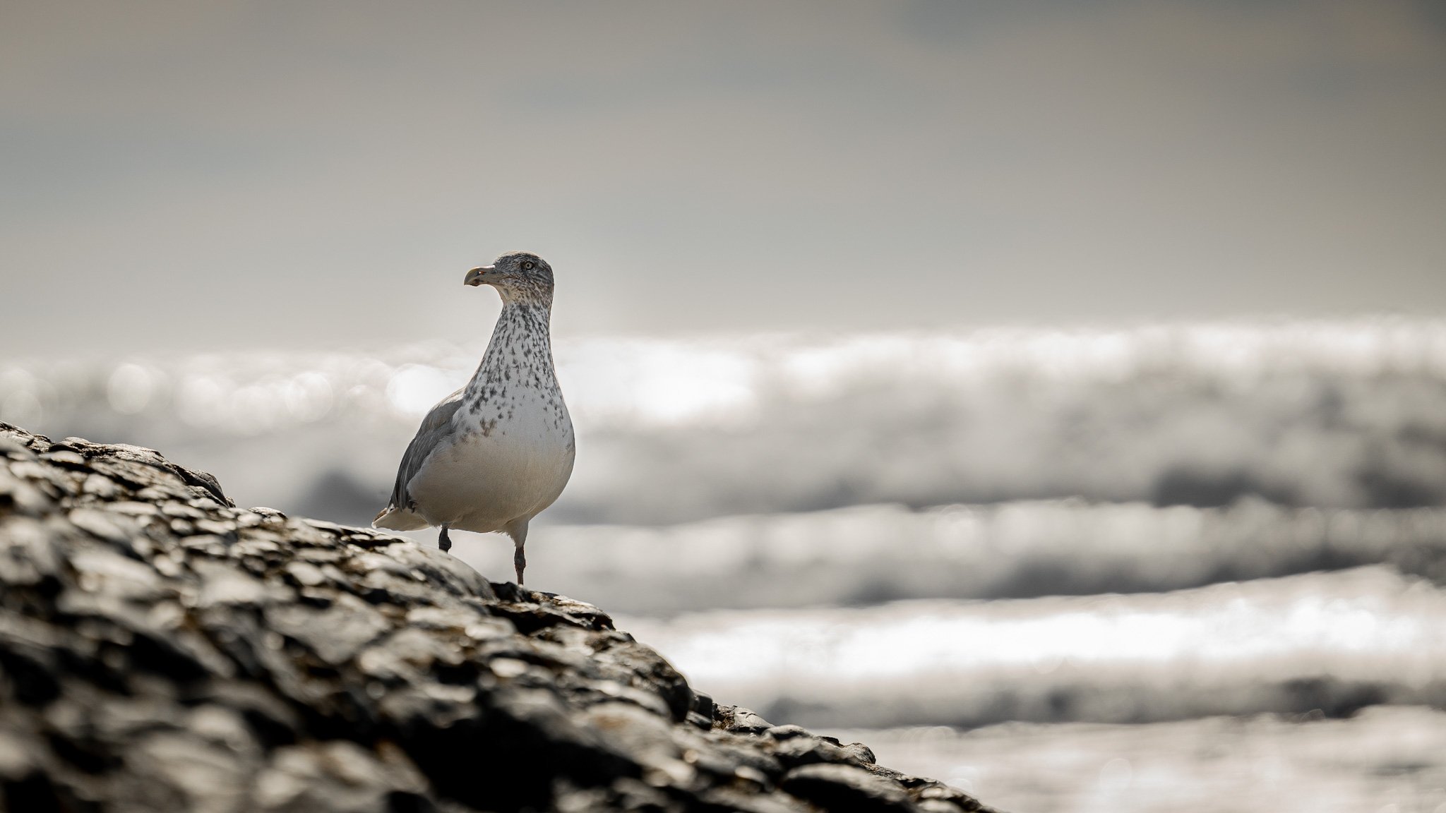 Seagull on Surfer's End, Middletown, RI
