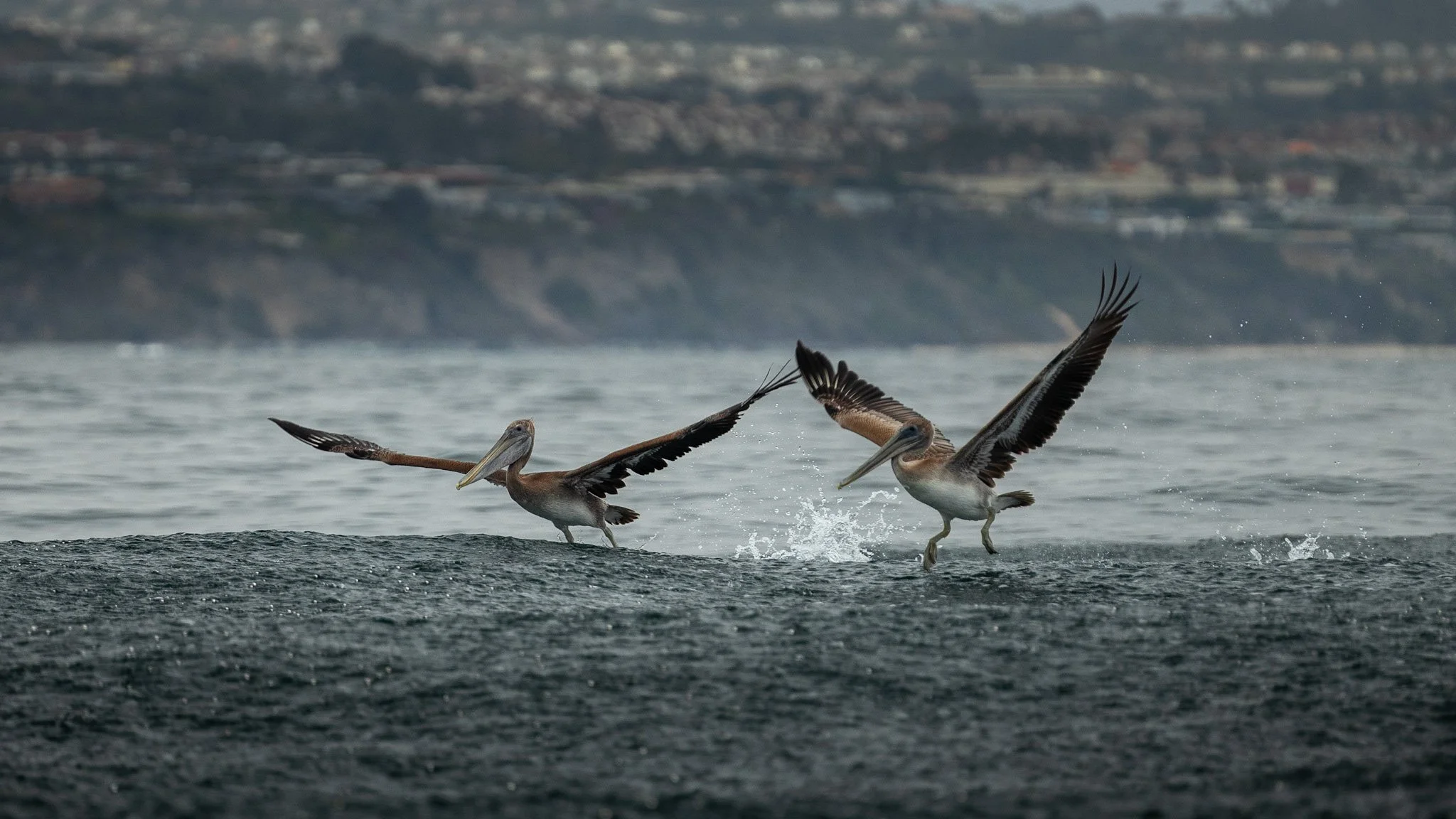 Pelicans in a rainstorm, Newport Beach, CA