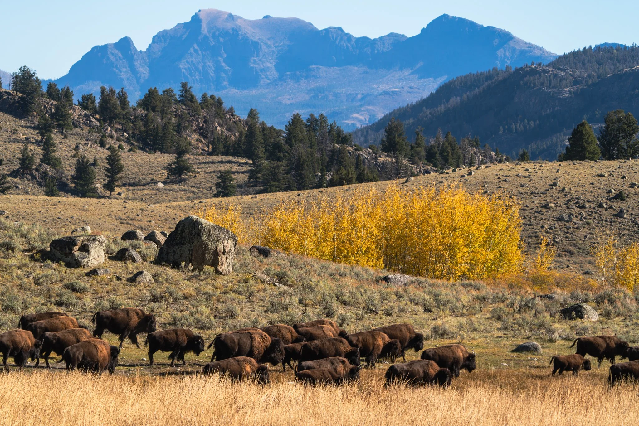 Herd of American bison grazing in Lamar Valley, Yellowstone National Park, with golden aspen trees and the Absaroka Mountains in the background during autumn.