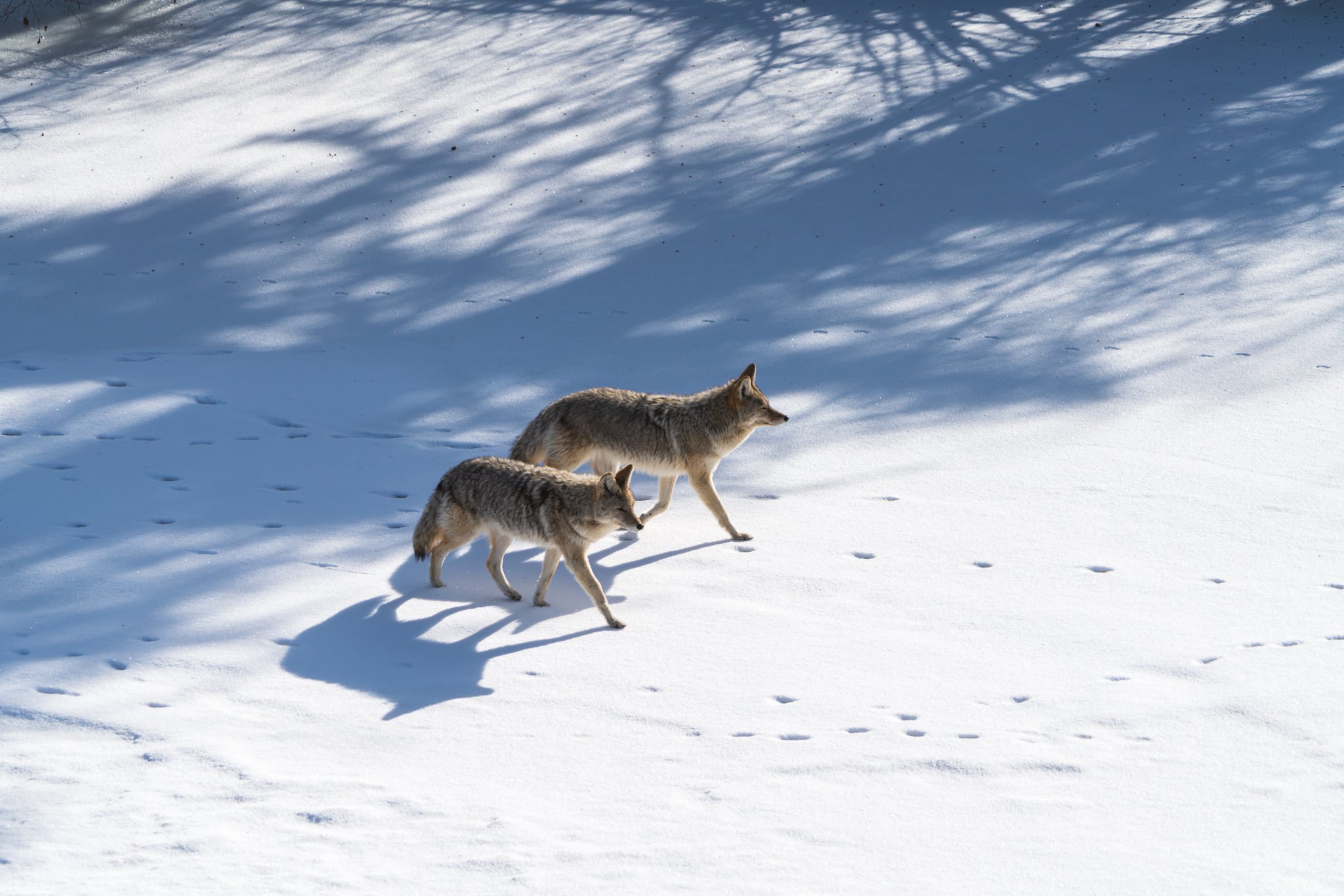 ext: Two coyotes walking side by side across a snow-covered slope in Yellowstone National Park, casting long afternoon shadows through winter light.