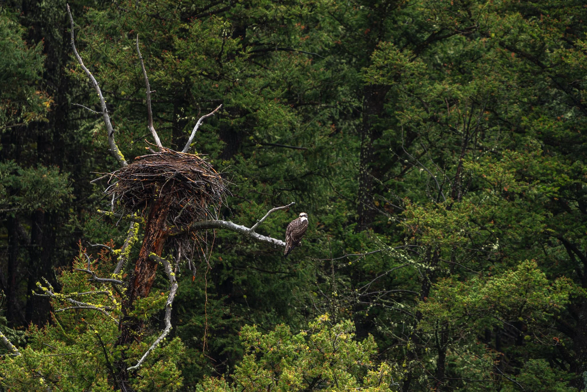 Osprey perched on a tree branch beside its large nest in a dense forest of Yellowstone National Park.