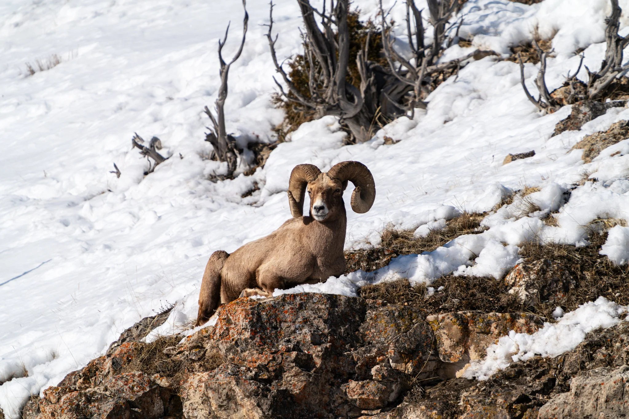 What’s Happening in Yellowstone March 2025