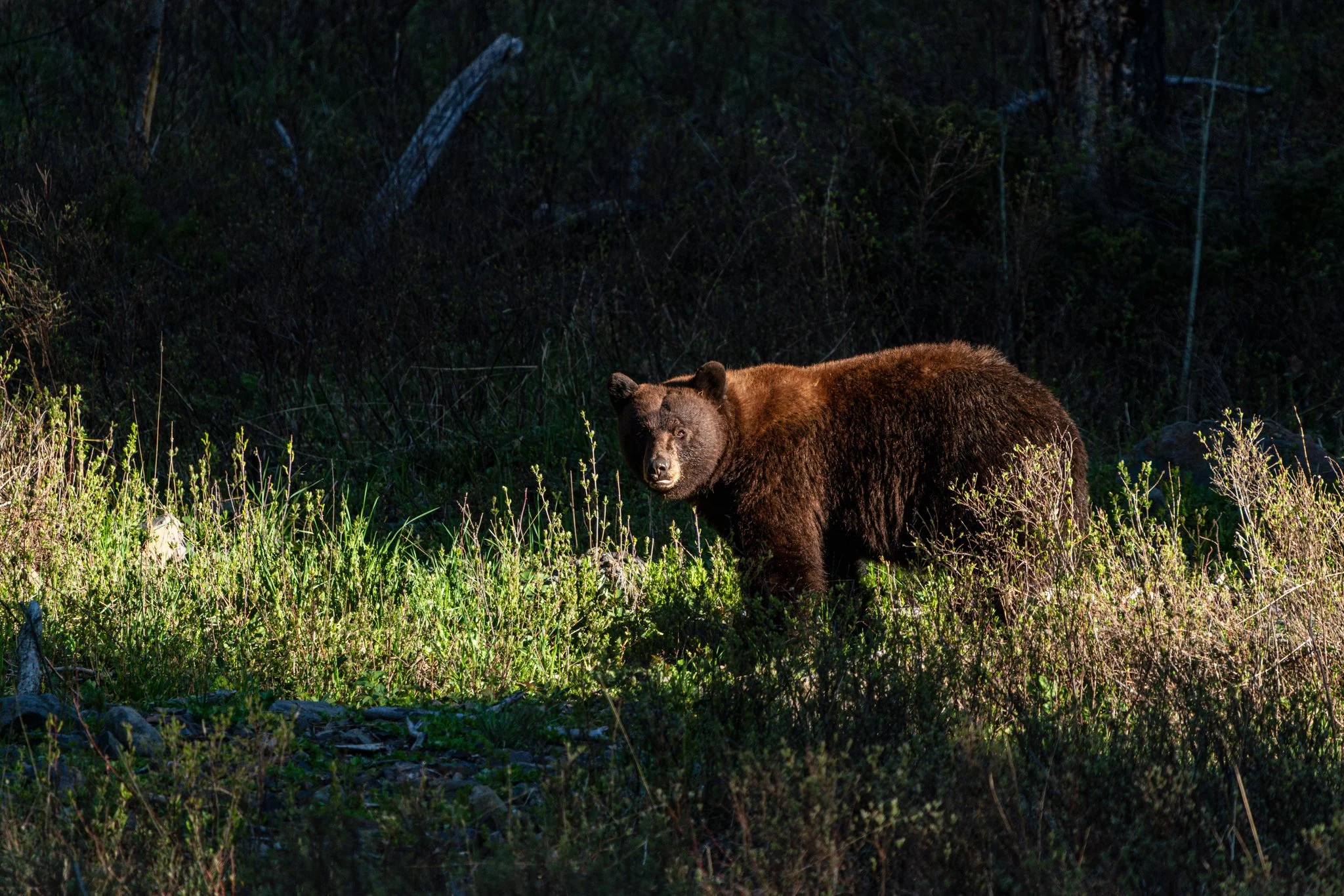 _DSC2866-Enhanced-NR.jpg