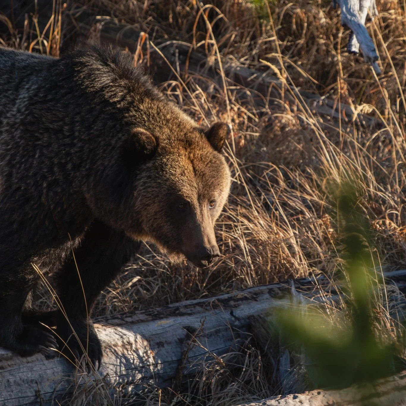 Jam’s been busy preparing for winter.
Captured October 24, 2025, this young female bear is deep in hyperphagia, the final feeding frenzy before hibernation. Every waking moment is about calories now: berries, roots, insects, anything to build t