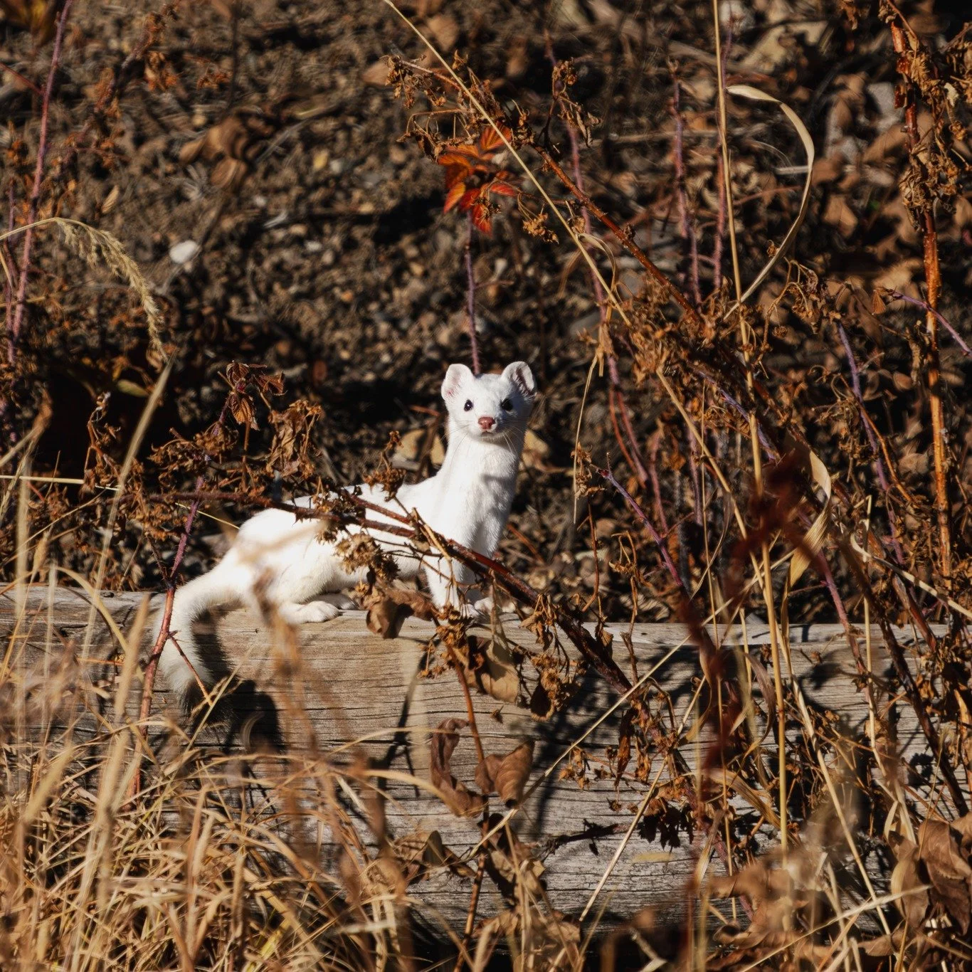 As fall fades, Yellowstone’s small predators prepare for the snow ahead.
This ermine, or short-tailed weasel, is already donning its winter coat. Beneath the dry grass and frost-tipped sage, it’s a master of stealth and speed.
During aut