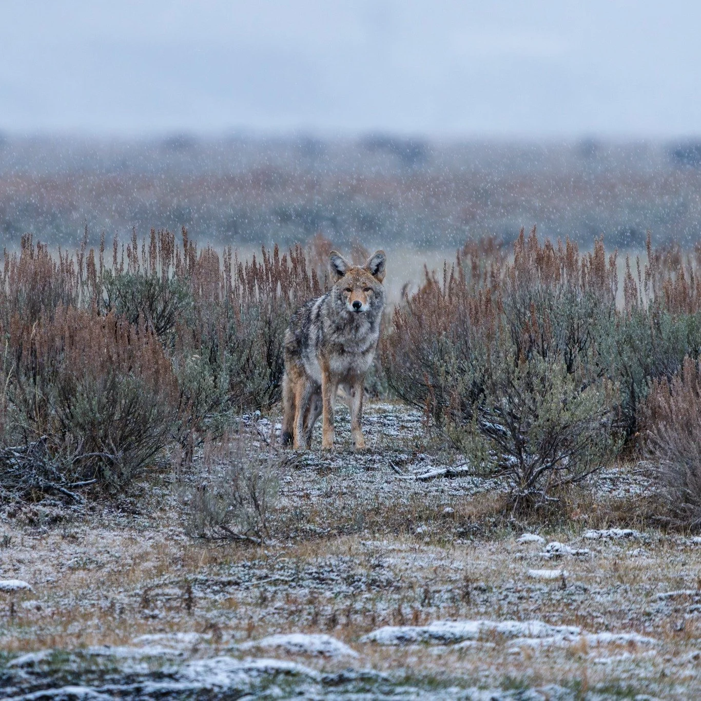This is Gimpy, a coyote known to roam Lamar Valley with a limp and a story.
He’s learned that people can mean food, walking right up to vehicle doors in hopes of a handout.
But what feels like kindness is actually harm.
Feeding wild animals