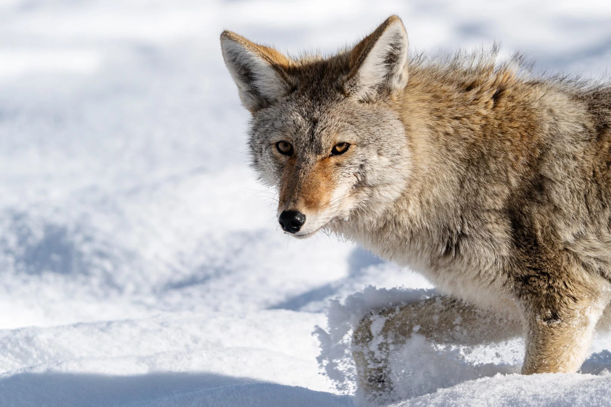 What’s Happening in Yellowstone February 2025