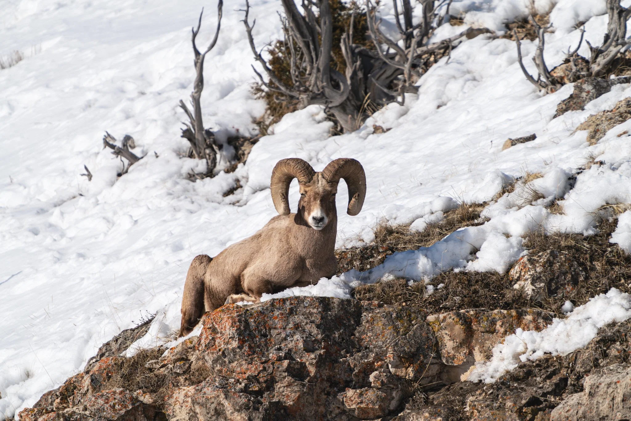 The Wild in Yellowstone: Bighorn Sheep in January