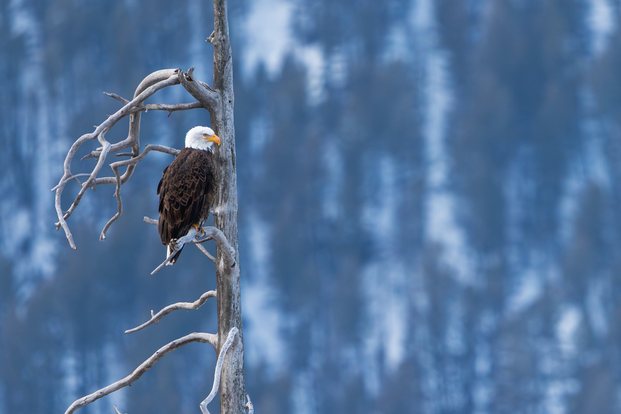 The Wild in Yellowstone: Bald Eagles in March