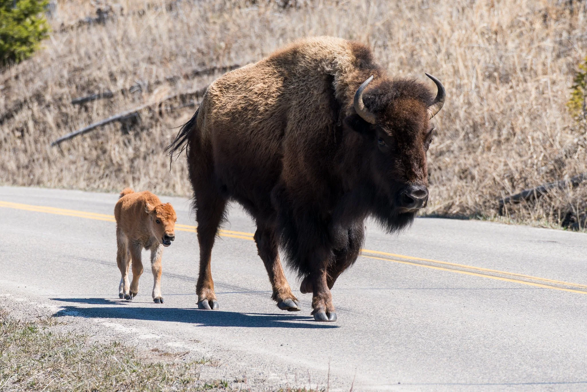 The Wild in Yellowstone: Bison in May