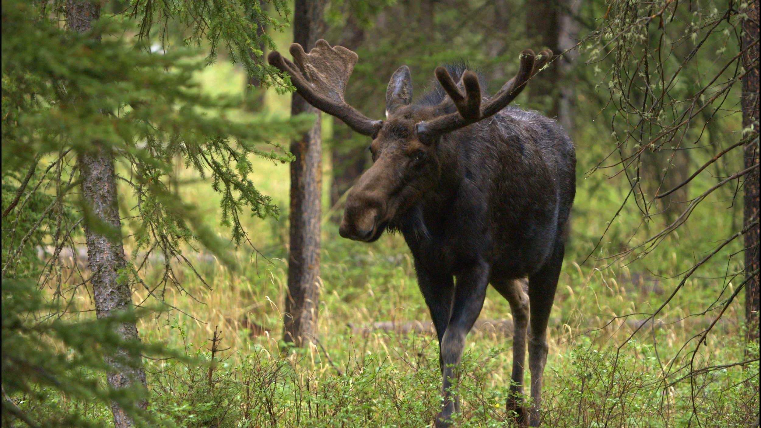 The Wild in Yellowstone: Moose in June