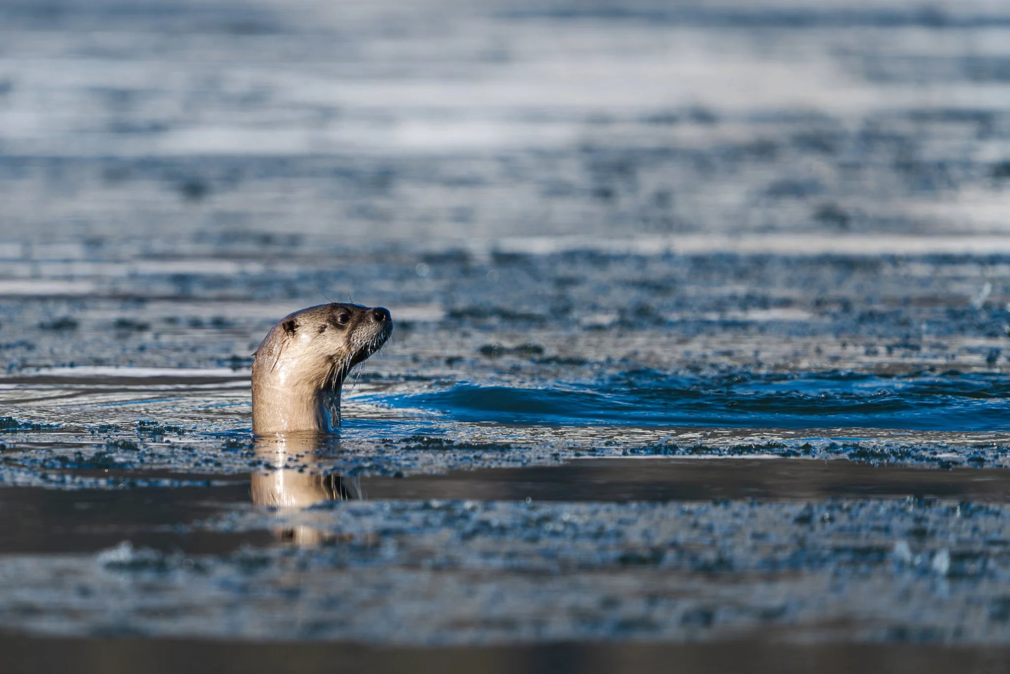 The Wild in Yellowstone: Otters &amp; Foxes in January