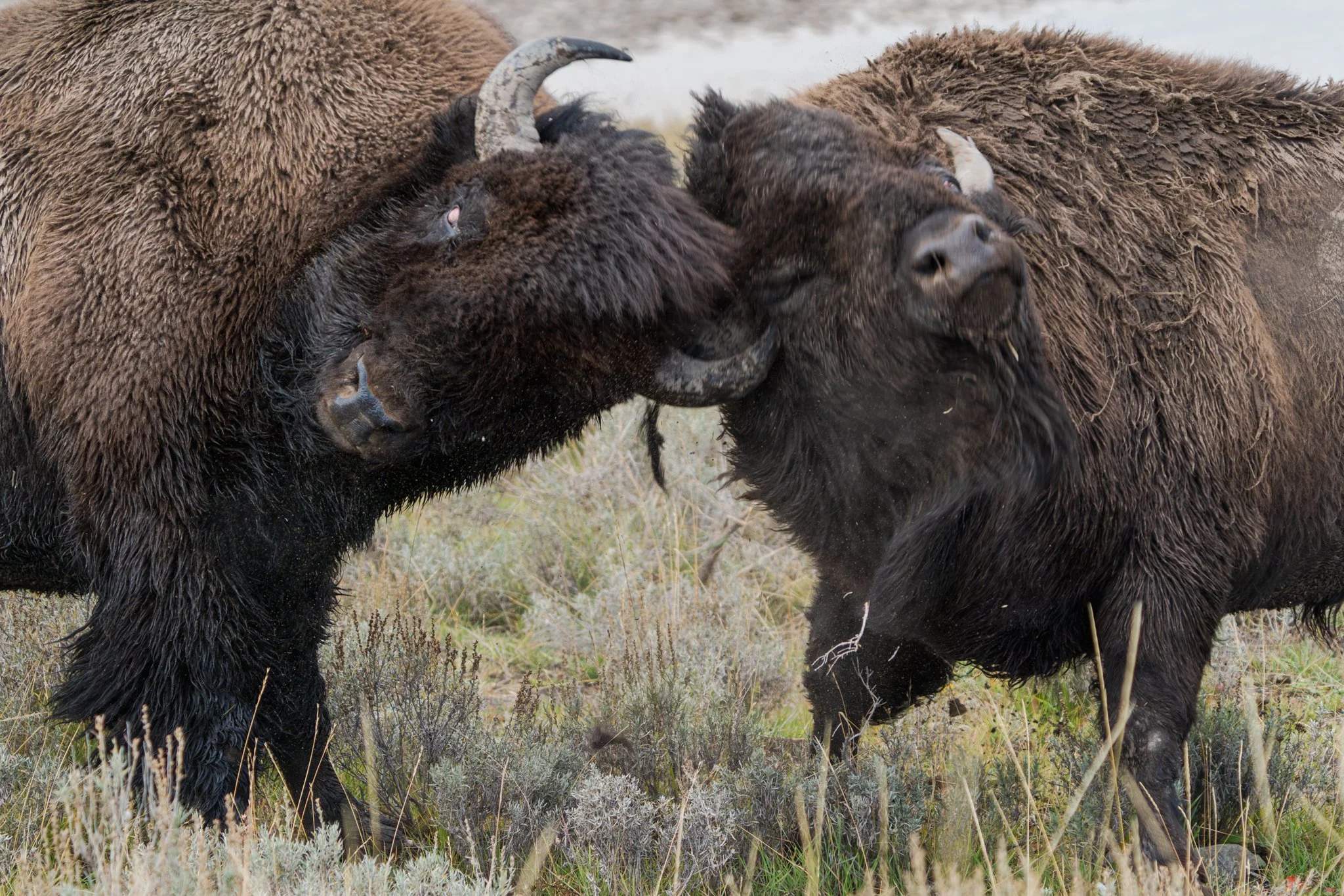 The Wild in Yellowstone: Bison Rut