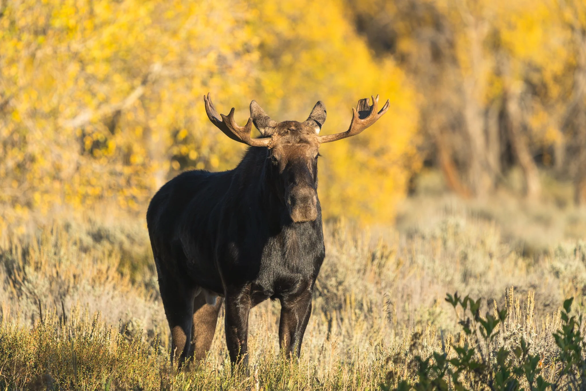 The Wild in Yellowstone &amp; Grand Teton: Moose Rut
