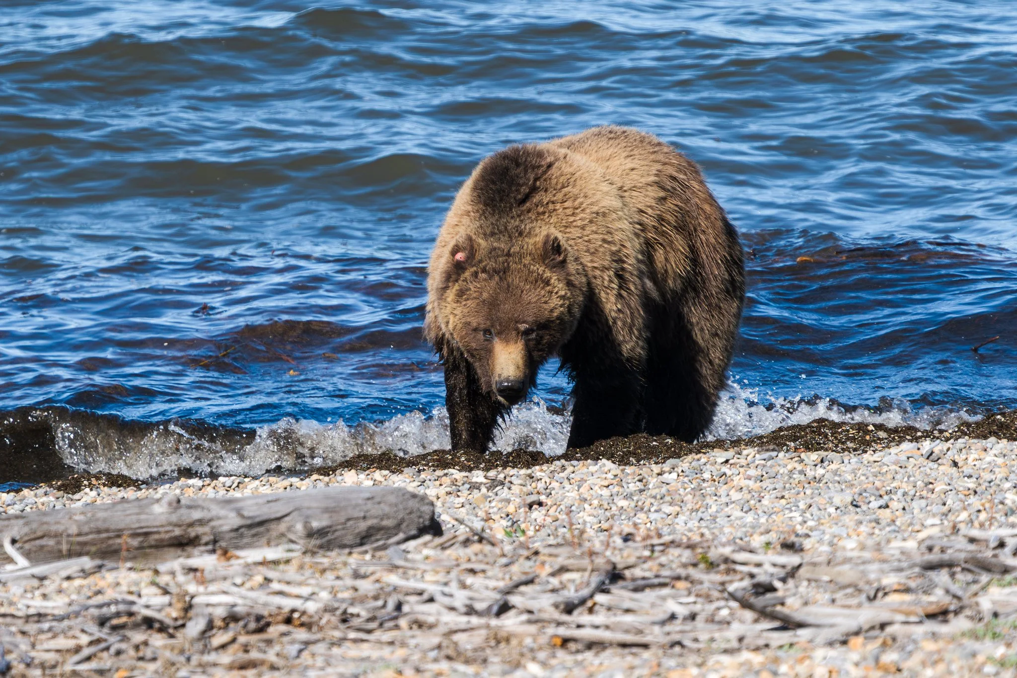 The Wild in Yellowstone: Grizzlies in Hyperphagia
