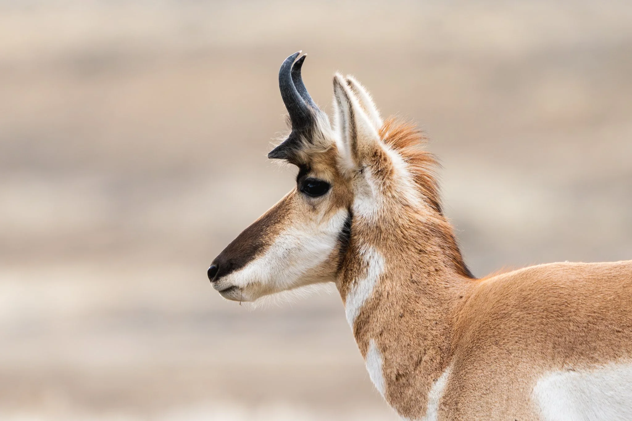 The Wild in Yellowstone: Pronghorn in June