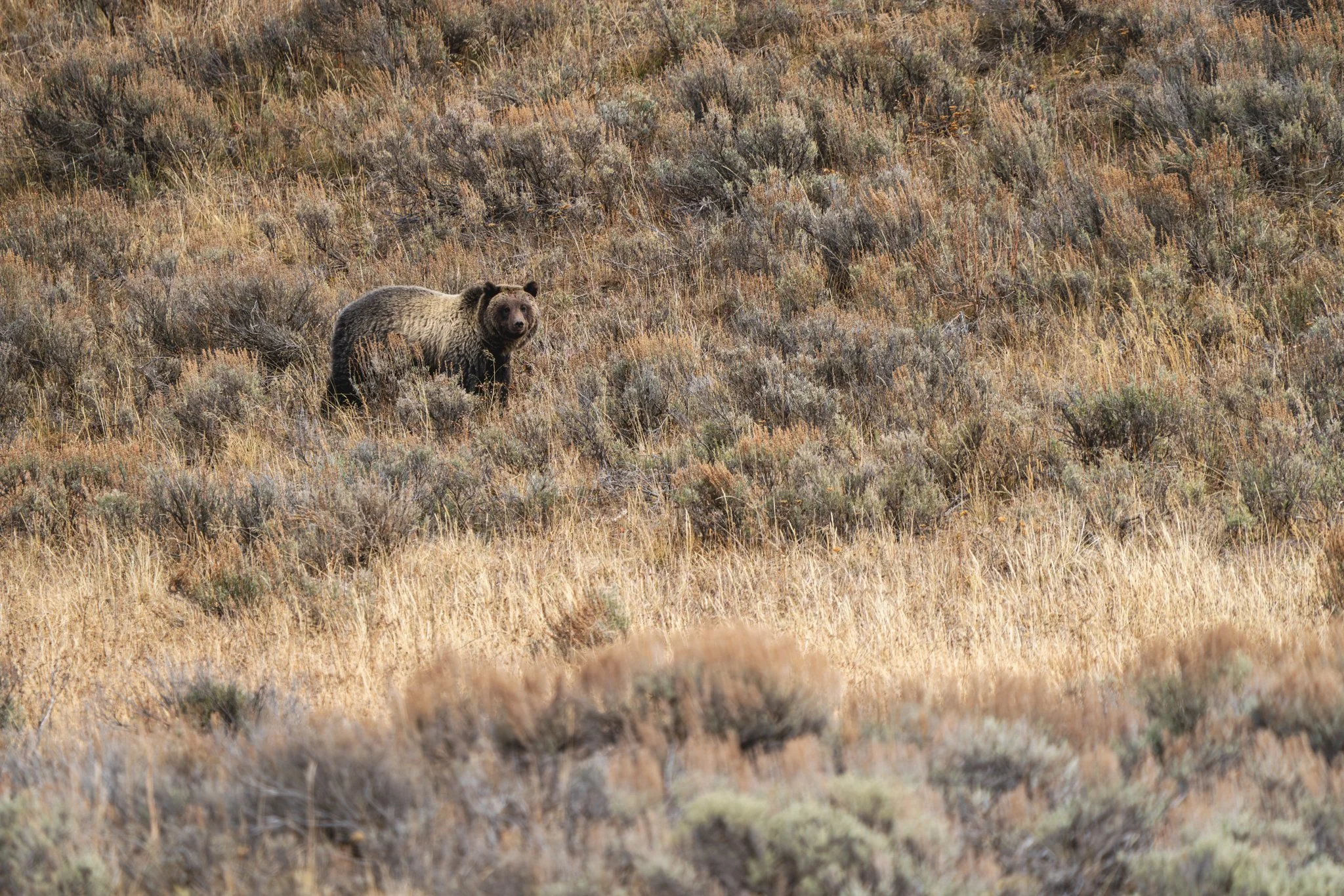 Grizzly bear walking through golden sagebrush hillside in Yellowstone National Park during autumn, alert and looking toward the camera.