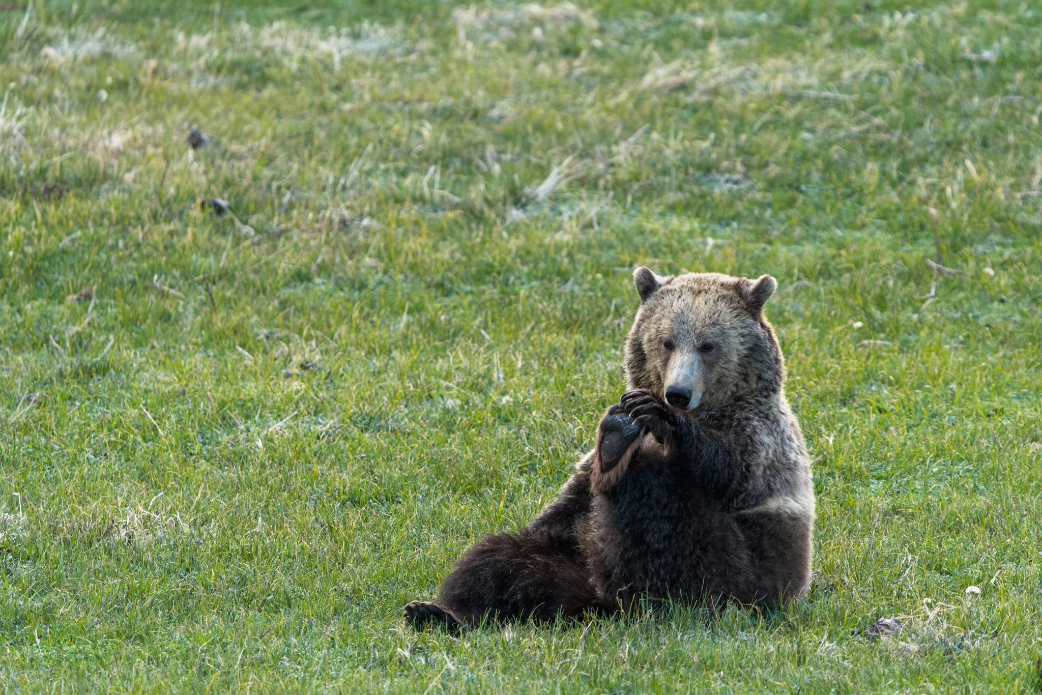 Snow the grizzly bear doing some morning yoga in Yellowstone National Park