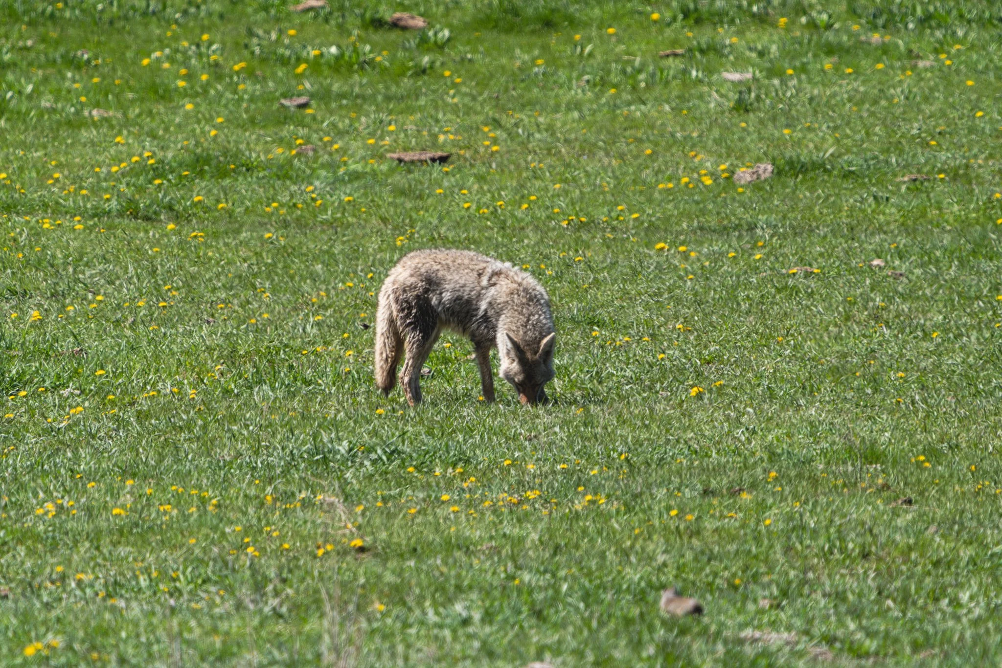 Coyote foraging in a spring meadow dotted with yellow wildflowers in Yellowstone National Park, its head down as it searches the grass for food.