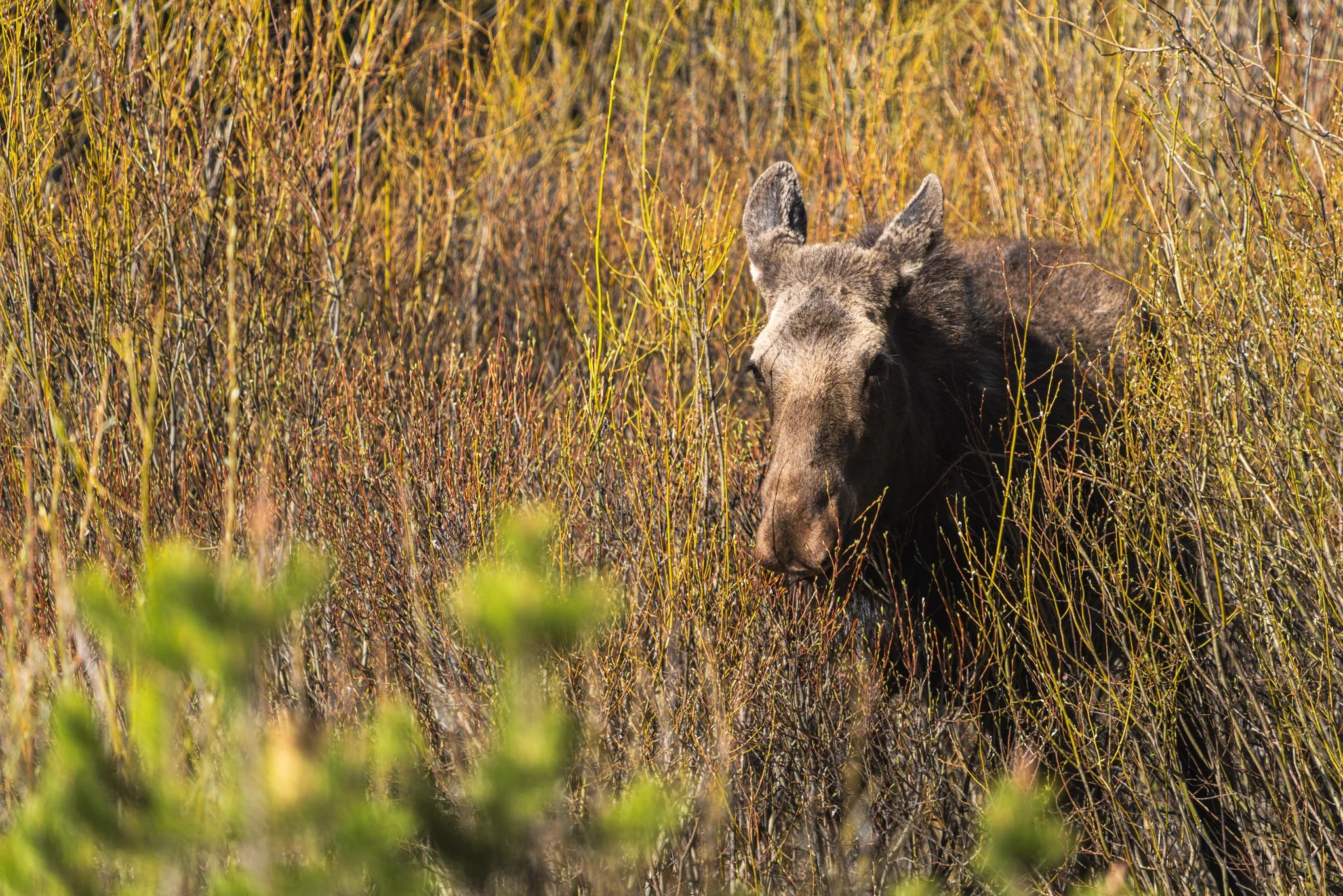 Cow moose standing partially hidden in golden willow brush in Yellowstone National Park, peering through dense spring vegetation in warm morning light.