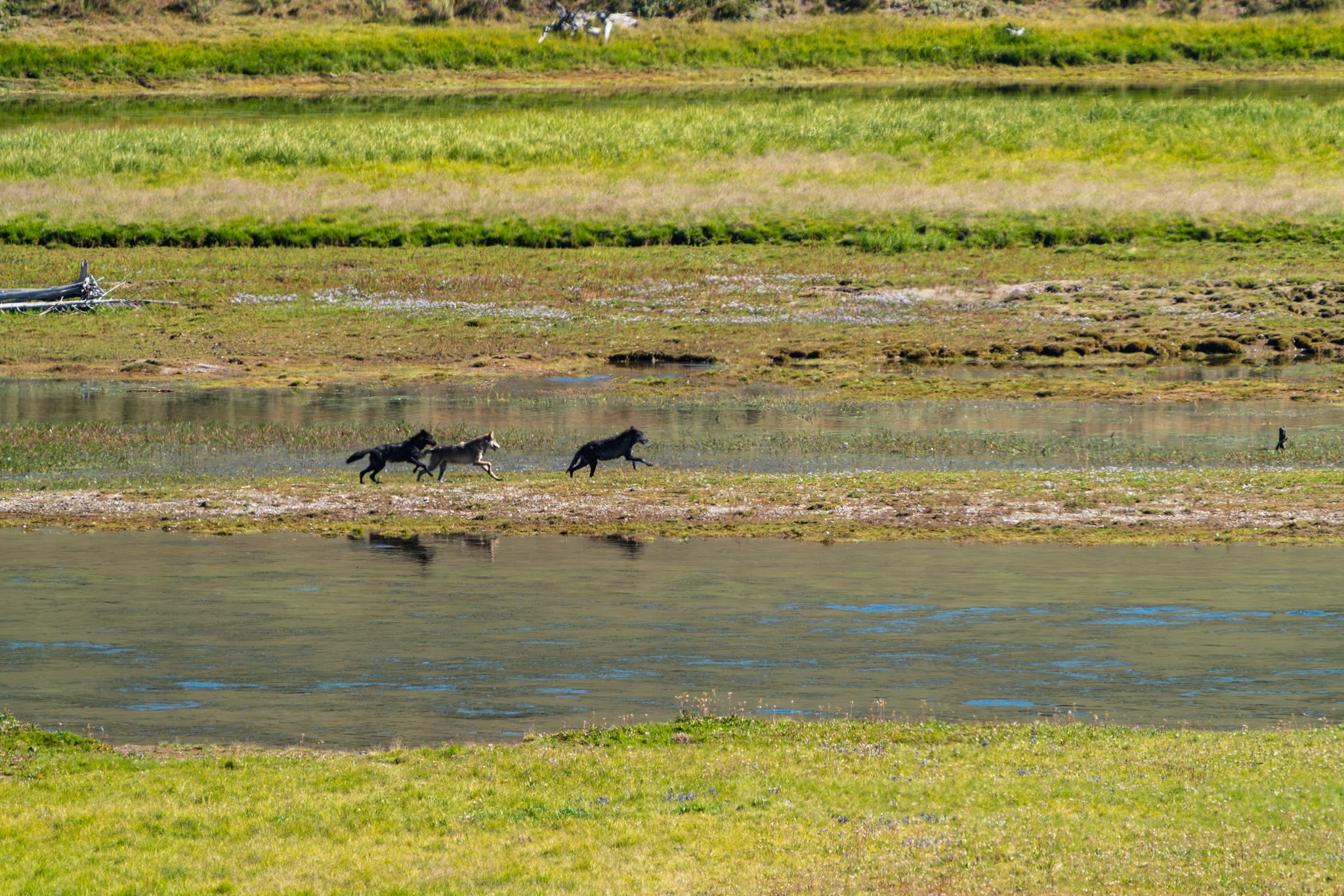 Pack of wolves running across a grassy riverbank in Yellowstone National Park during summer.