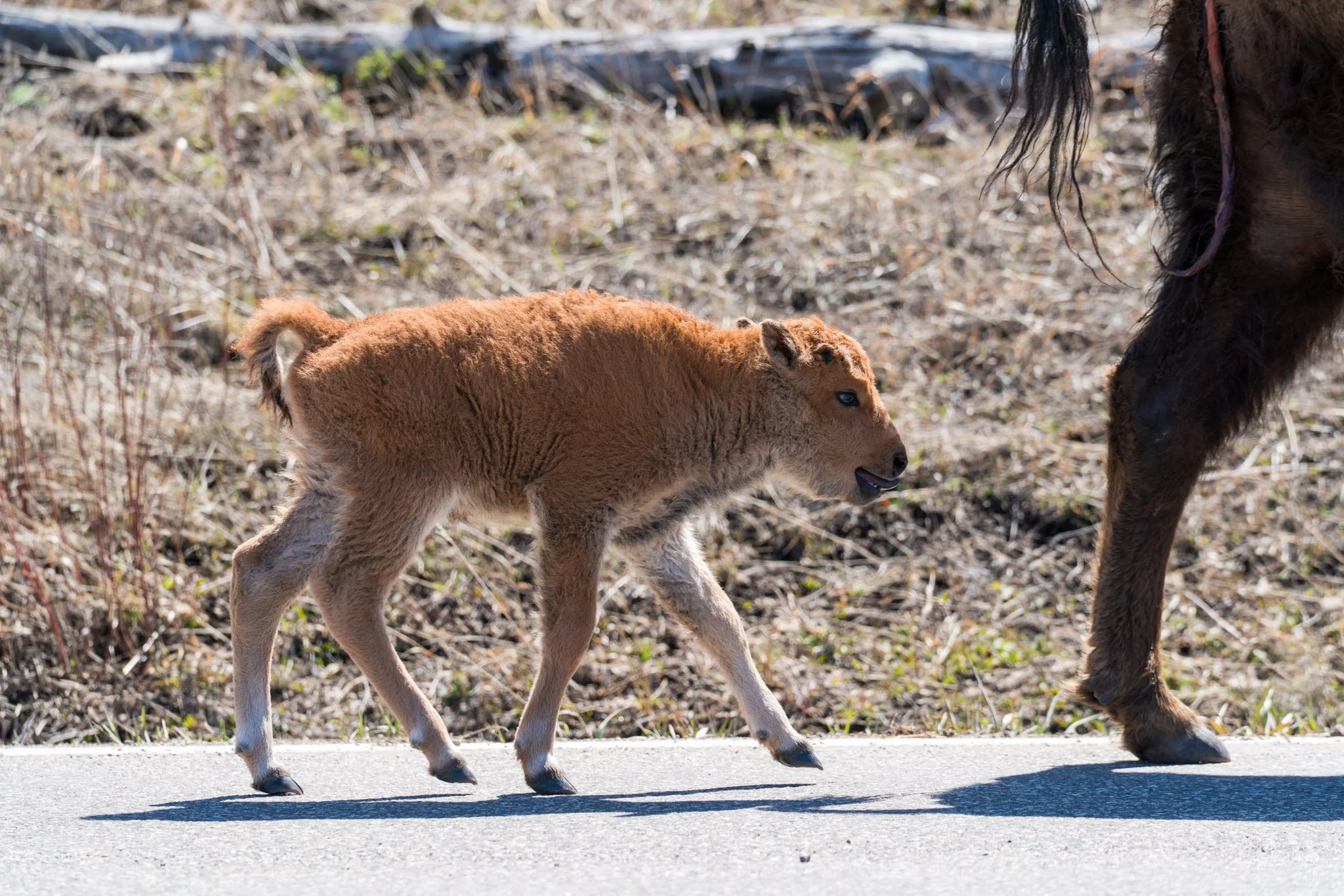 Close-up of a red dog bison calf walking beside its mother on a paved road in Yellowstone National Park, capturing early life and bonding behavior.