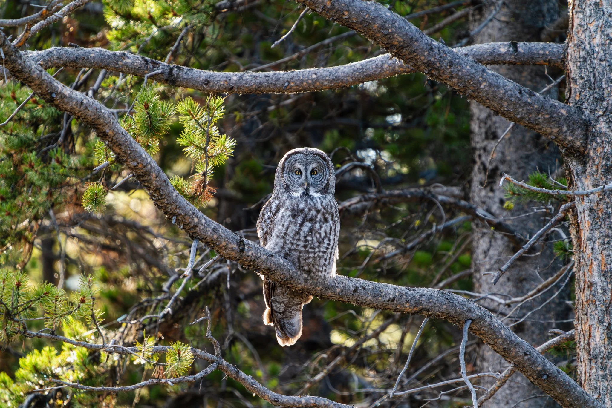 Great gray owl perched on a pine branch in a conifer forest, facing the camera with piercing yellow eyes amid sunlit evergreen trees.