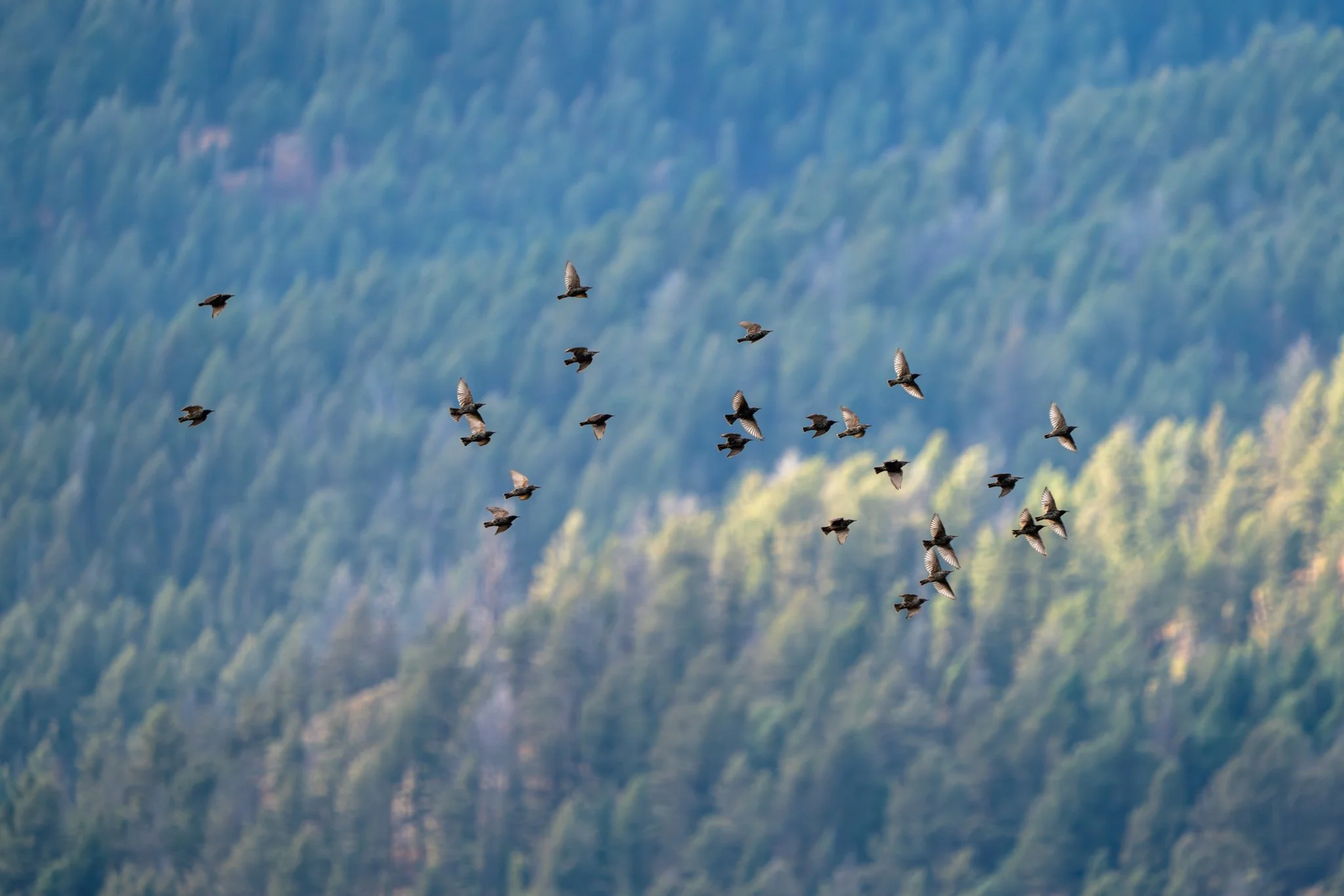 Flock of starlings flying above a forested mountain slope in Yellowstone National Park.