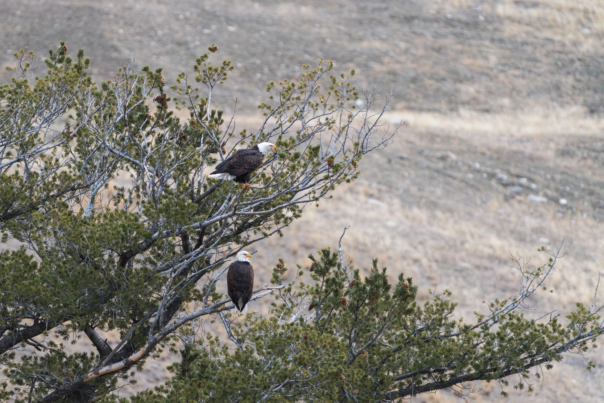 Two bald eagles perched on pine tree branches in Yellowstone National Park, surrounded by dry grassland landscape