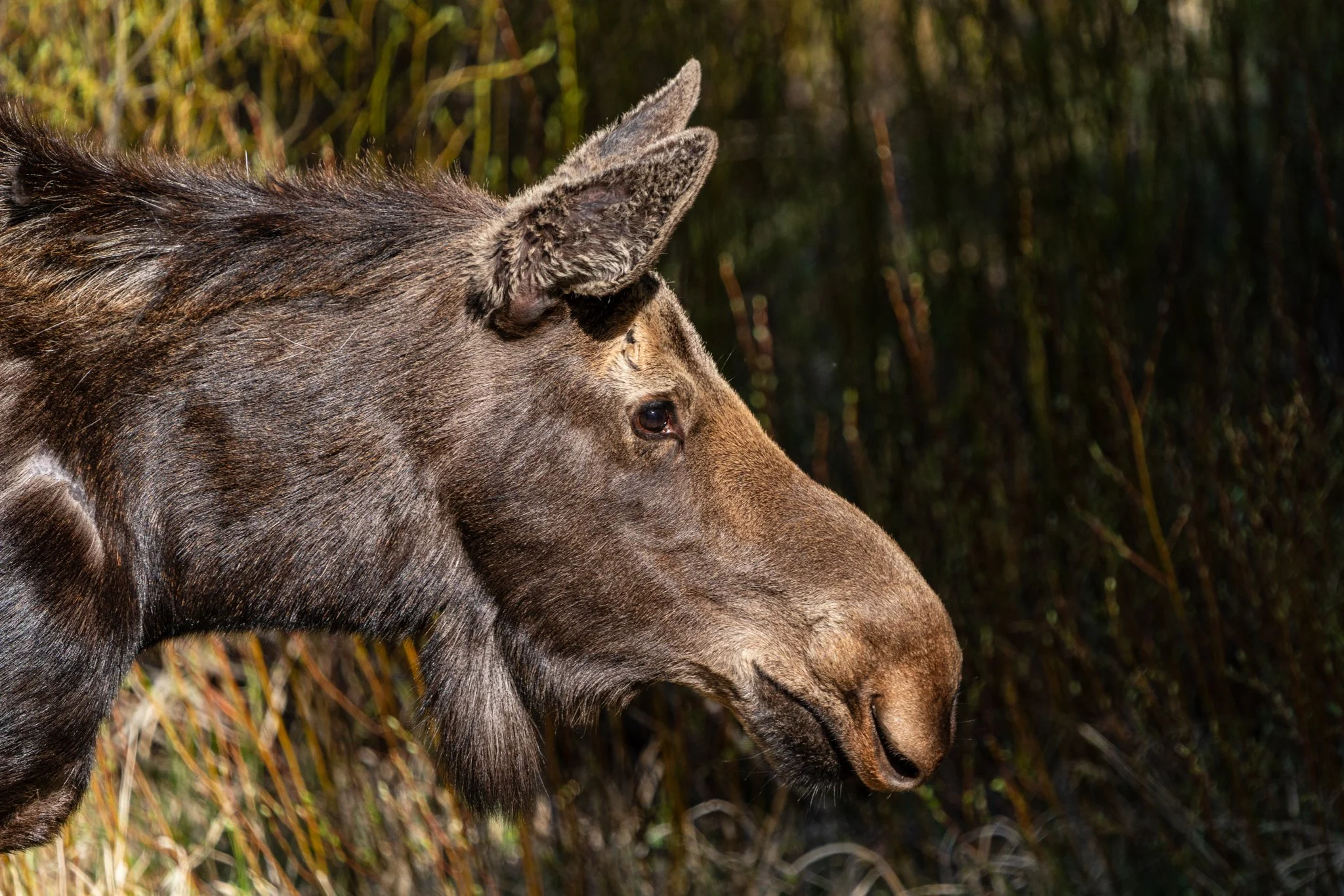 Close-up profile of a moose cow in dappled sunlight, with fine detail on her fur and background foliage softly blurred in a forested area of Yellowstone National Park.