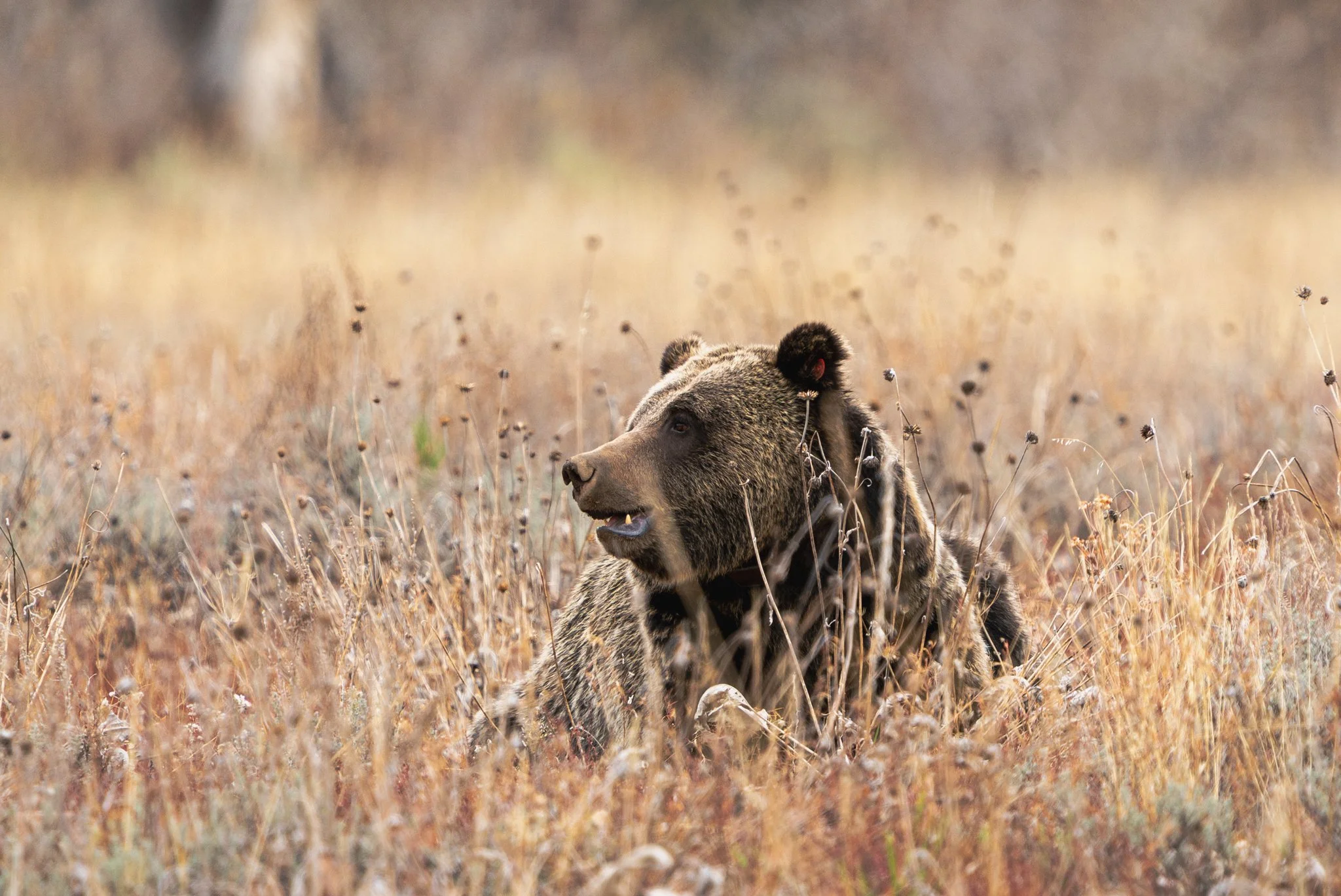 A grizzly bear resting in a meadow of tall, dried grasses and wildflower stems, looking calmly off to the side.