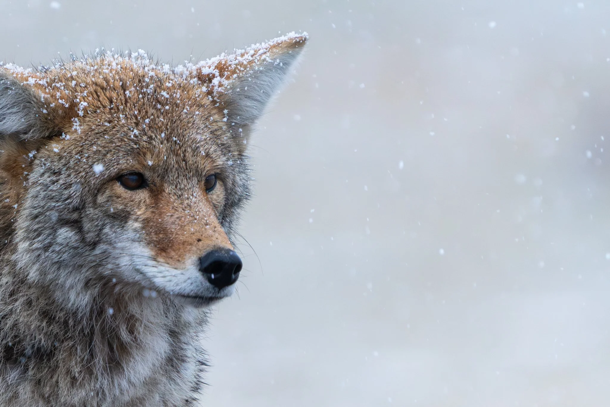 Close-up portrait of a coyote with snowflakes on its fur during active snowfall in Yellowstone National Park.
