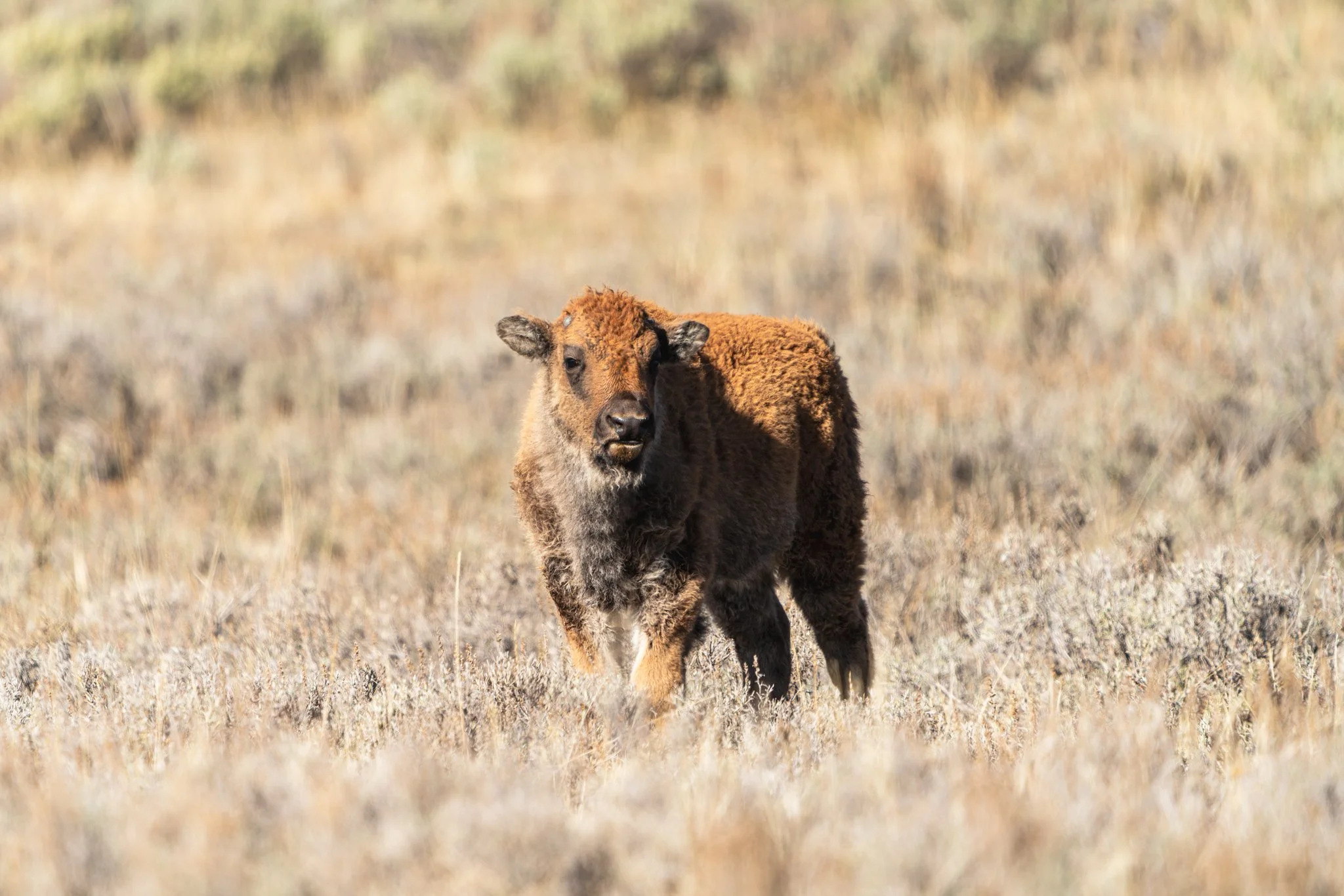 Young bison calf walking through golden grassland in Yellowstone National Park, showcasing its soft reddish coat during spring calving season.