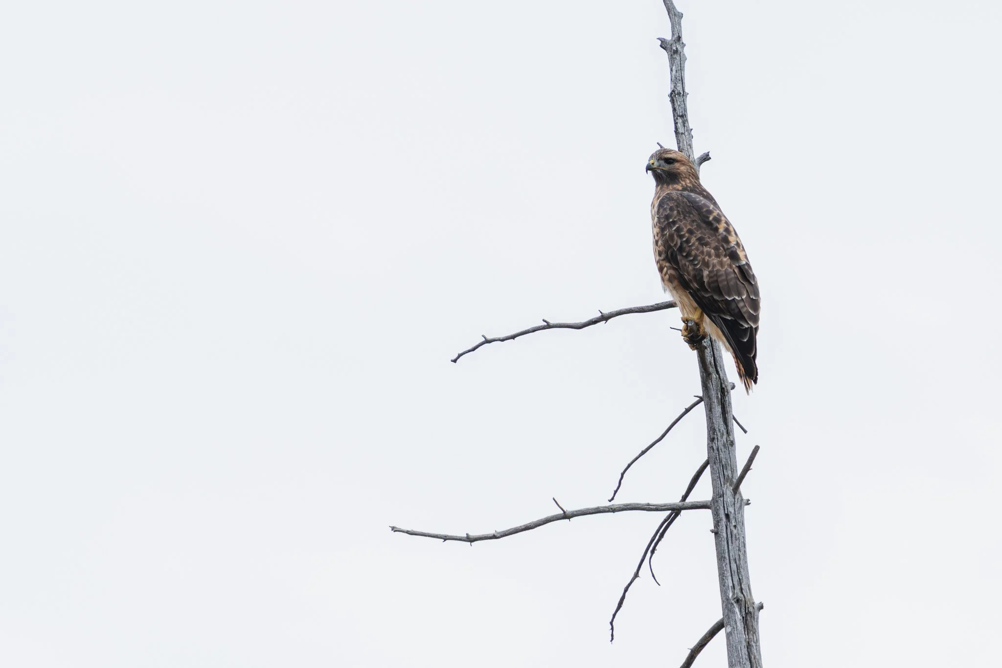 Red-tailed hawk perched on a bare tree branch against an overcast sky in Yellowstone National Park, showcasing its brown plumage and sharp gaze as it scans the landscape below.