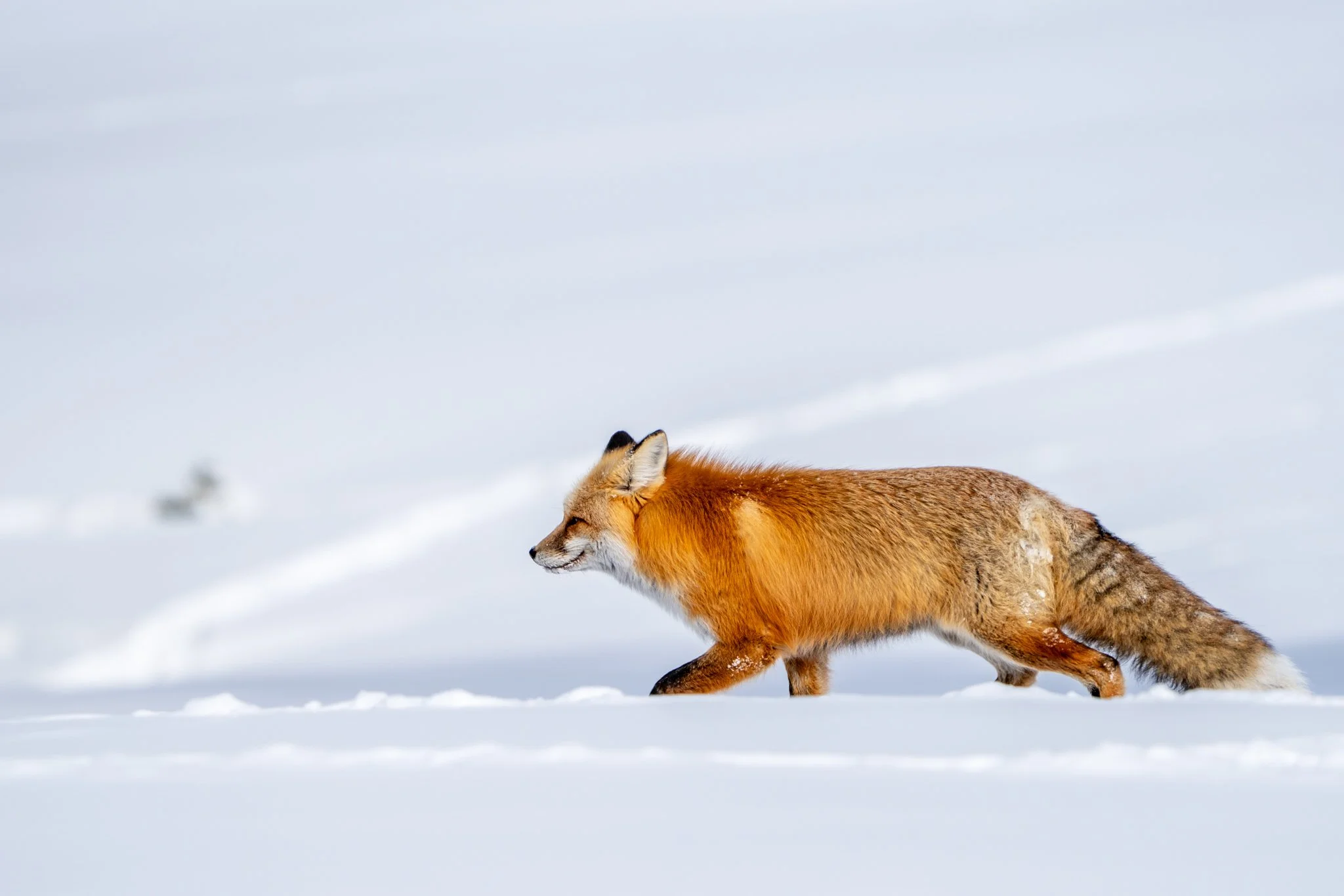 A red fox with a bushy tail walking across pristine white snow, its vivid orange coat contrasting sharply against the snowy backdrop.